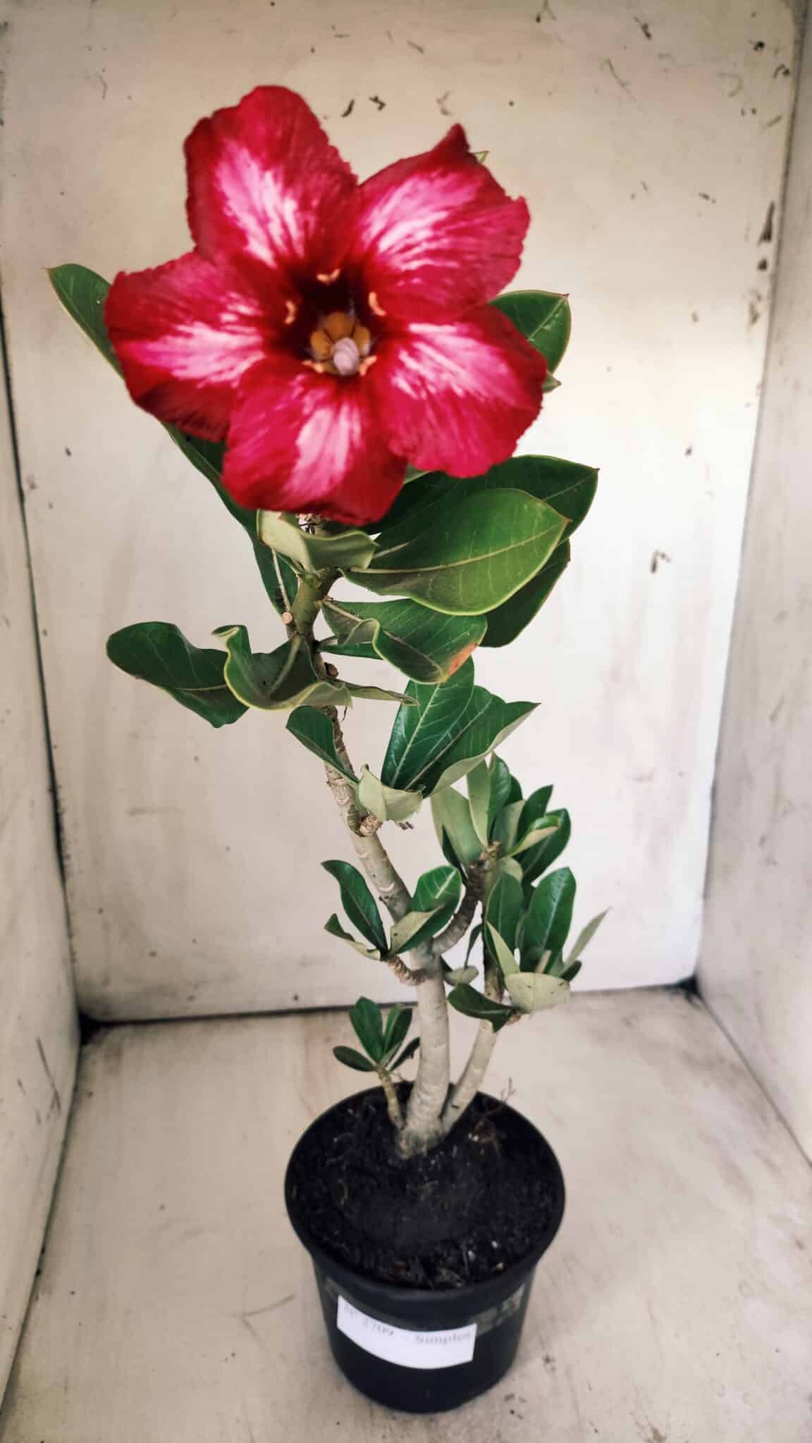 Planta Simples 2709 – 35cm – 03 anos