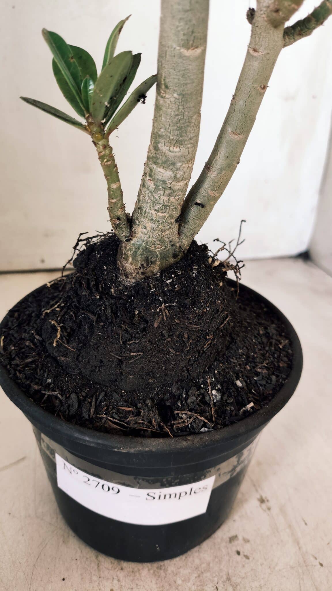 Planta Simples 2709 – 35cm – 03 anos