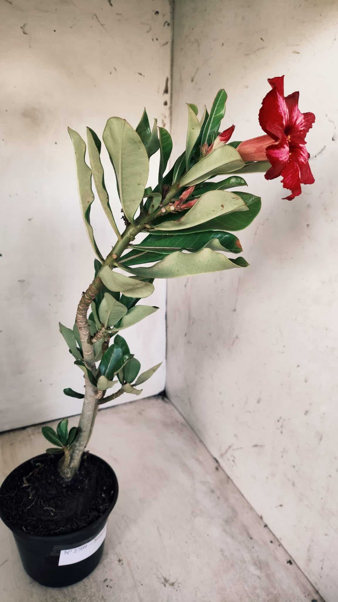 Planta Simples 2709 – 35cm – 03 anos
