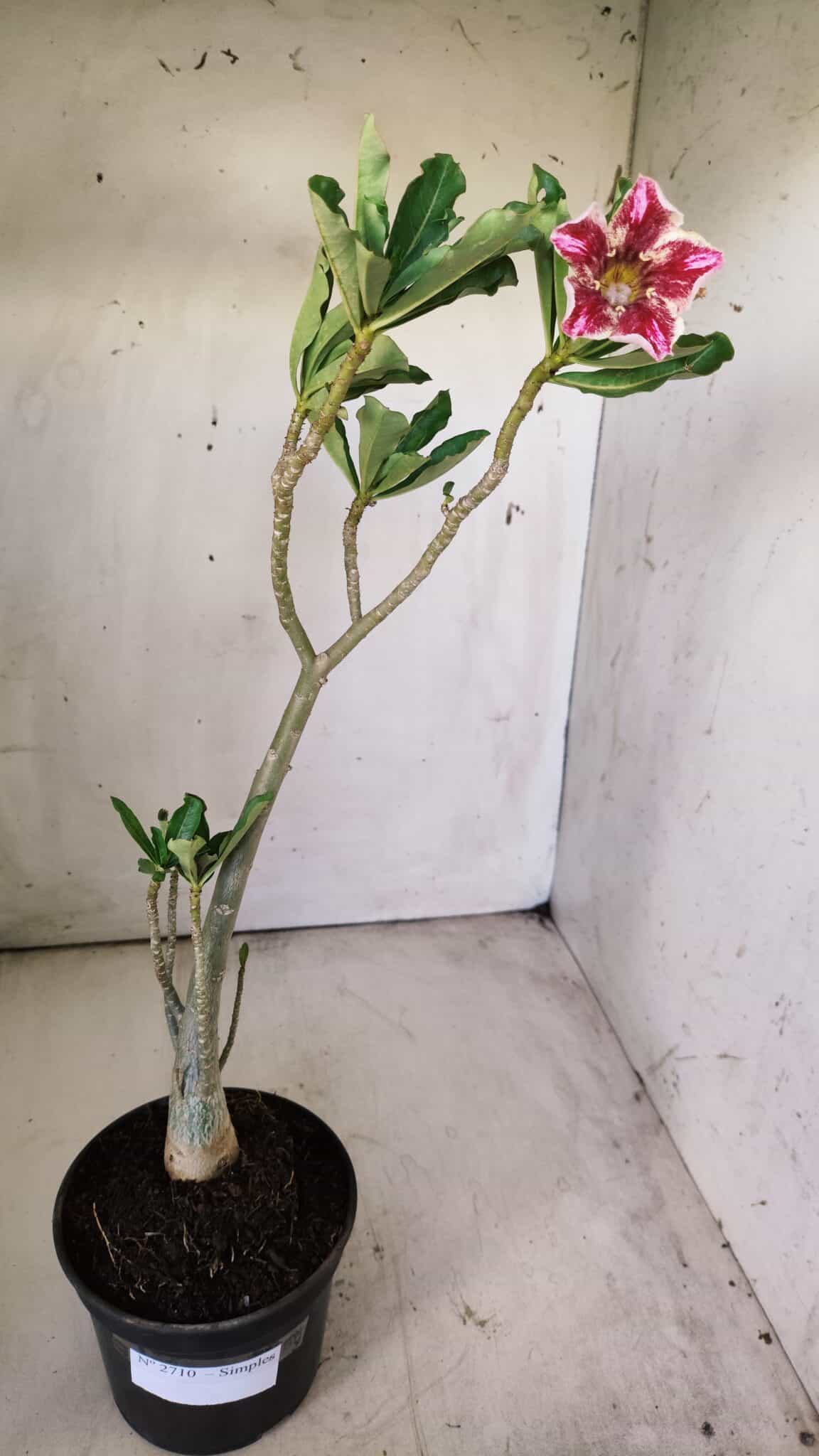 Planta Simples 2710 – 35cm – 03 anos