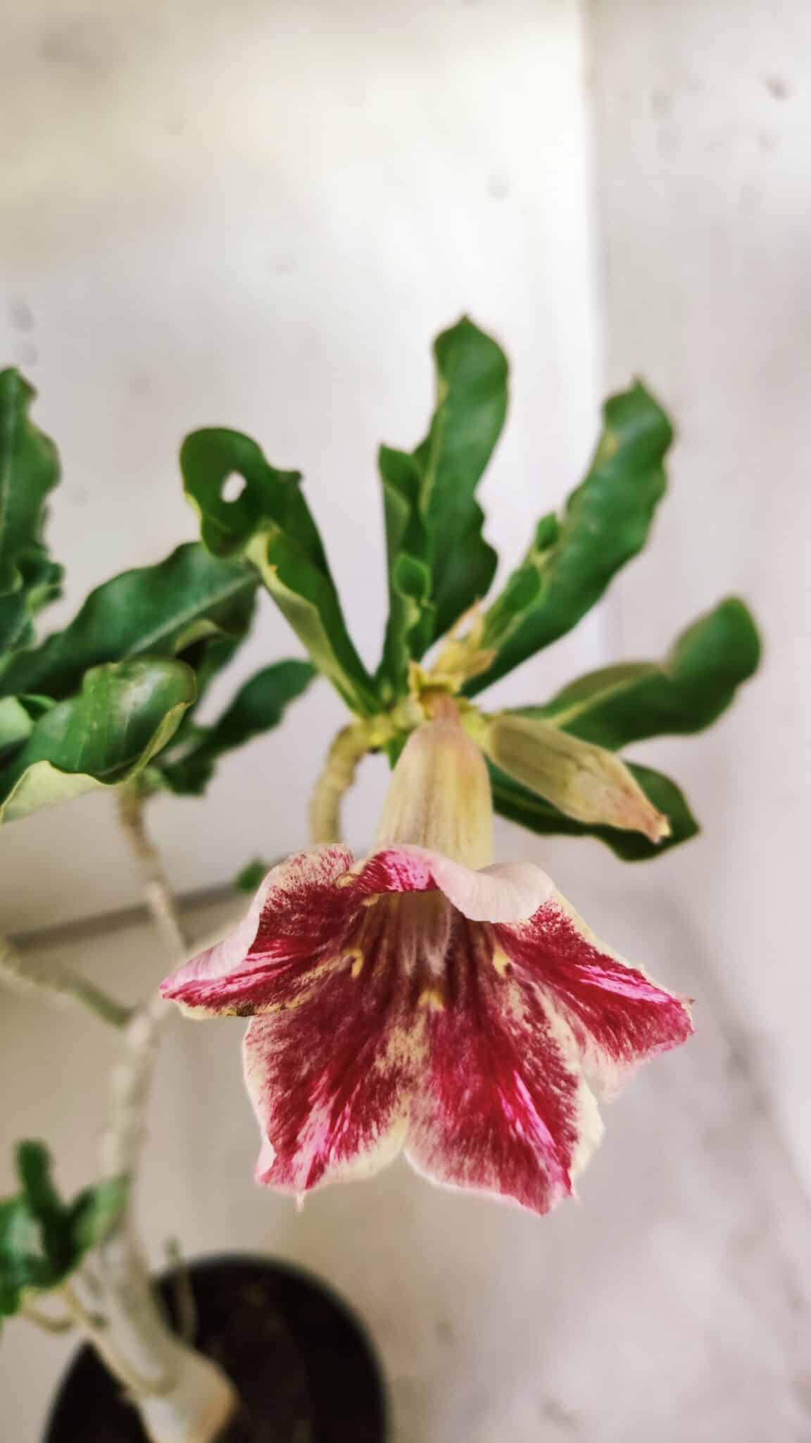 Planta Simples 2710 – 35cm – 03 anos