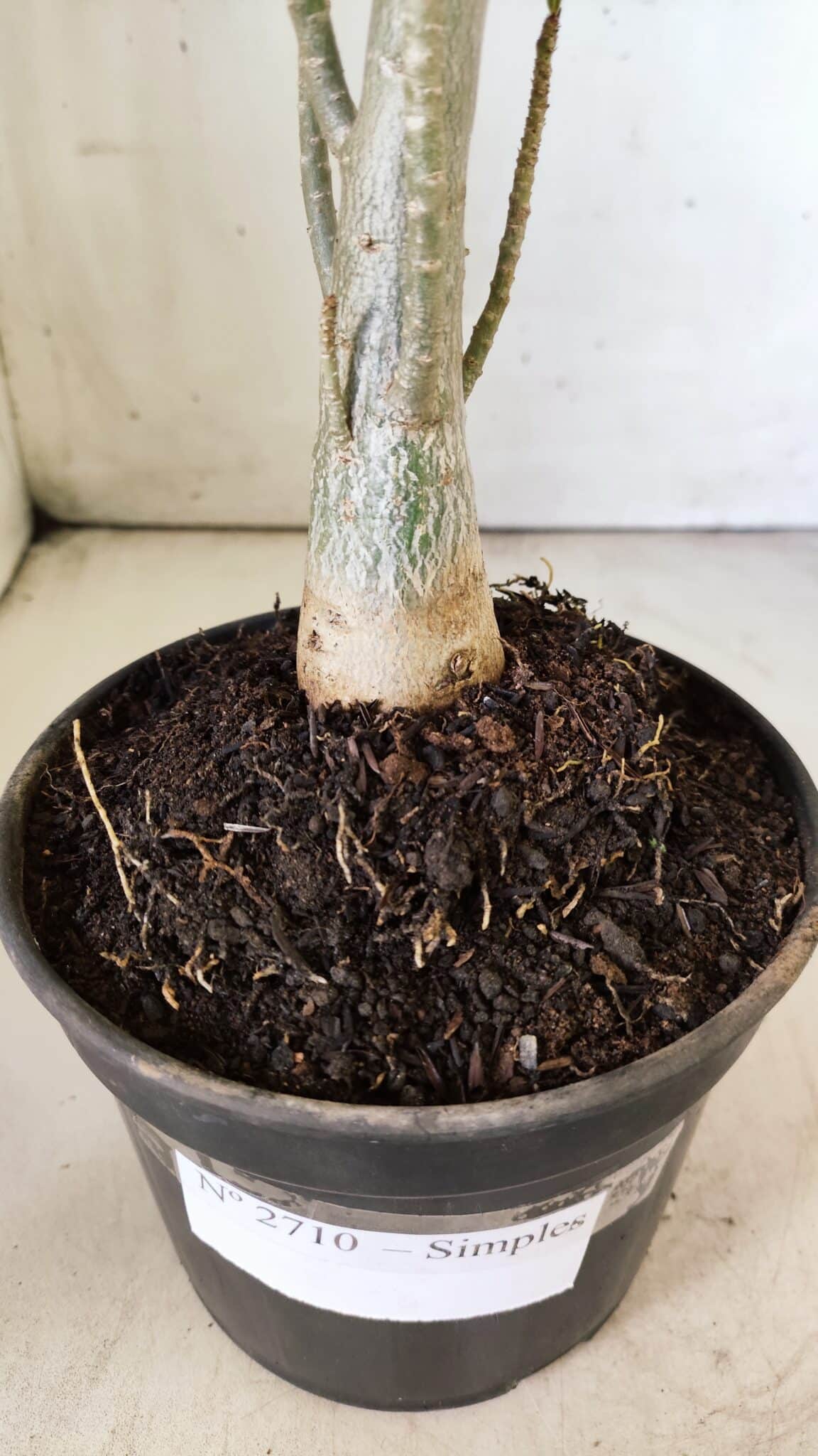 Planta Simples 2710 – 35cm – 03 anos