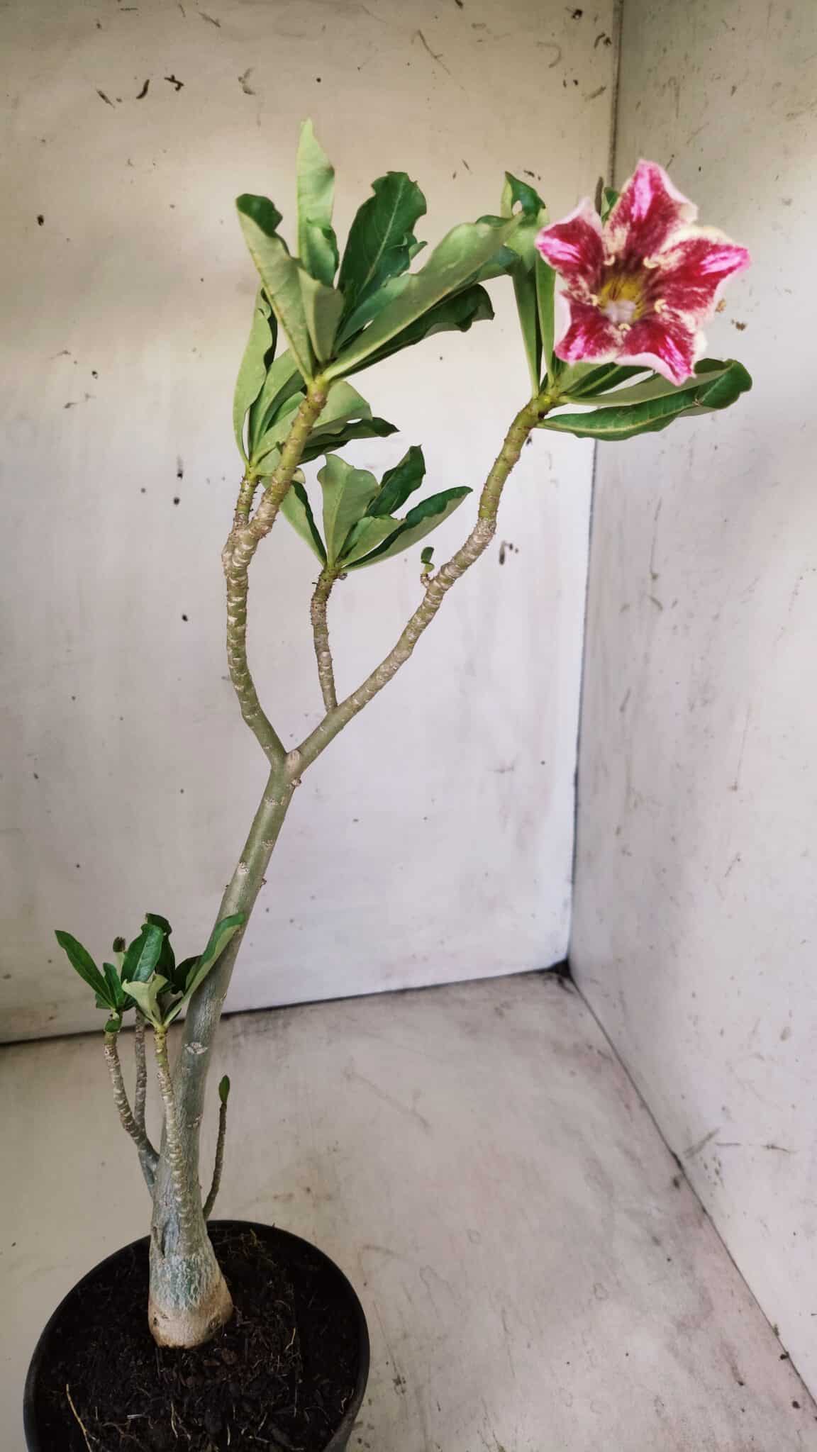 Planta Simples 2710 – 35cm – 03 anos