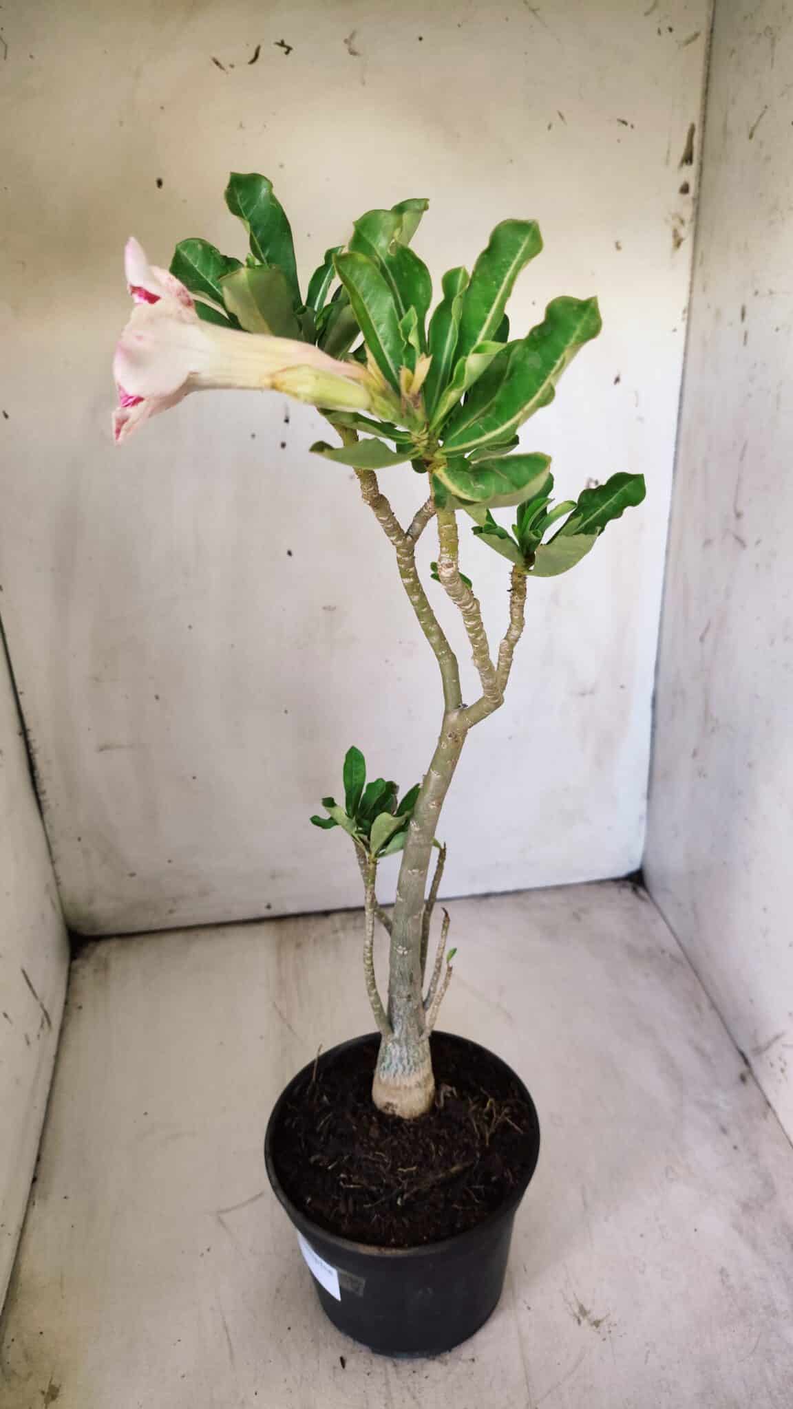 Planta Simples 2710 – 35cm – 03 anos