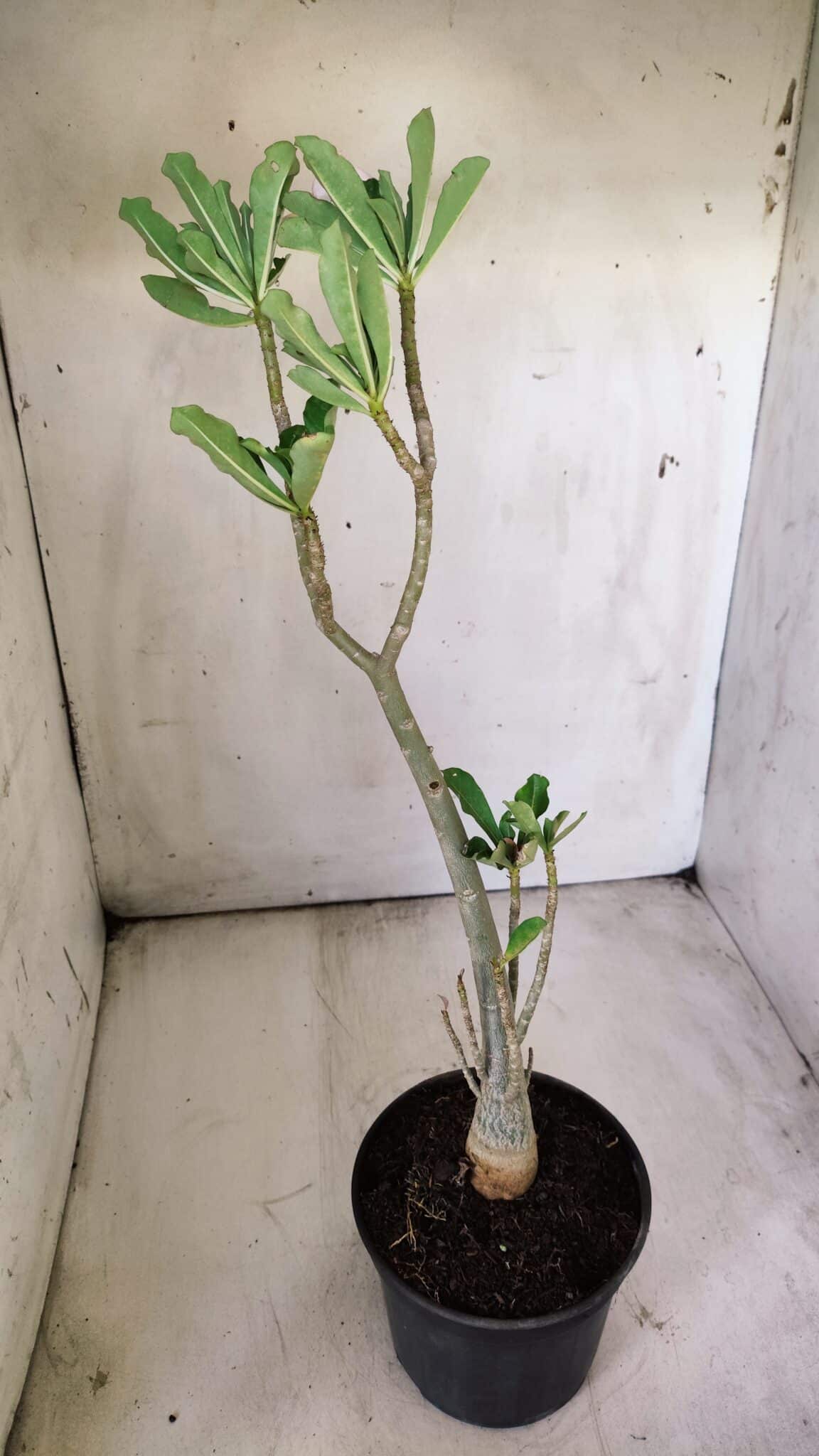 Planta Simples 2710 – 35cm – 03 anos
