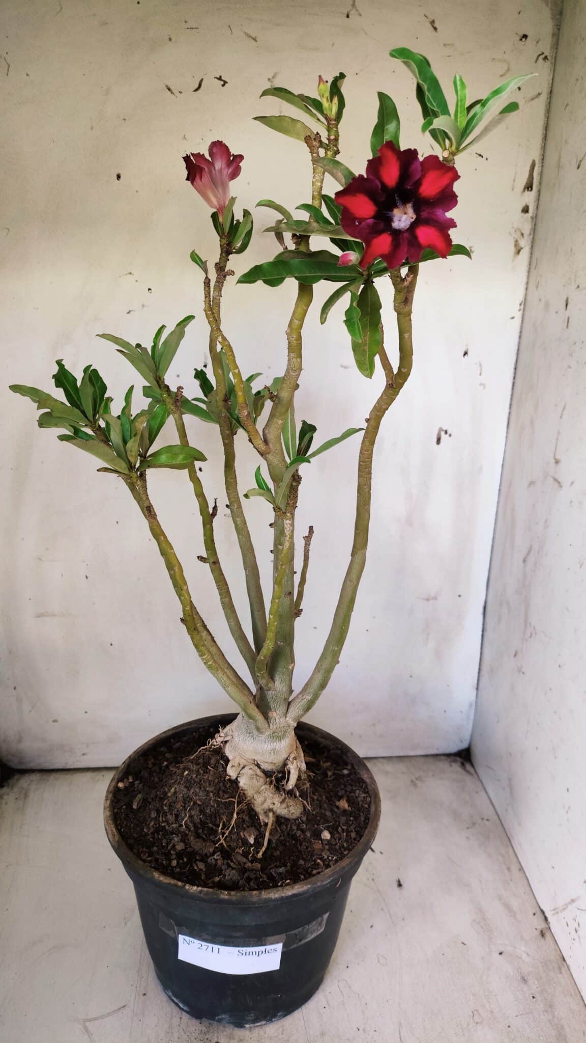 Planta Simples 2711 – 45cm – 05 anos