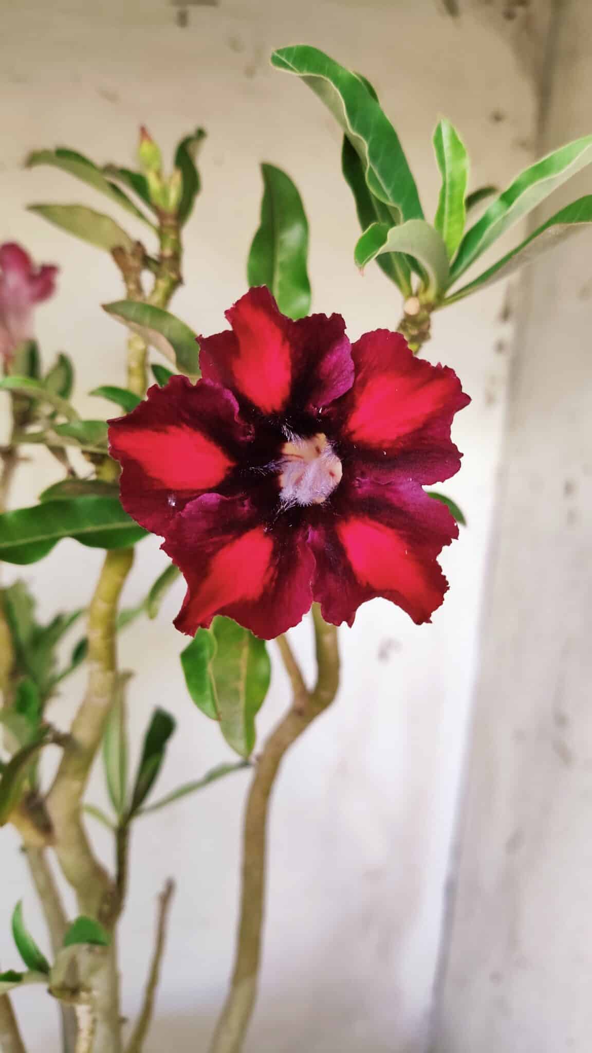 Planta Simples 2711 – 45cm – 05 anos