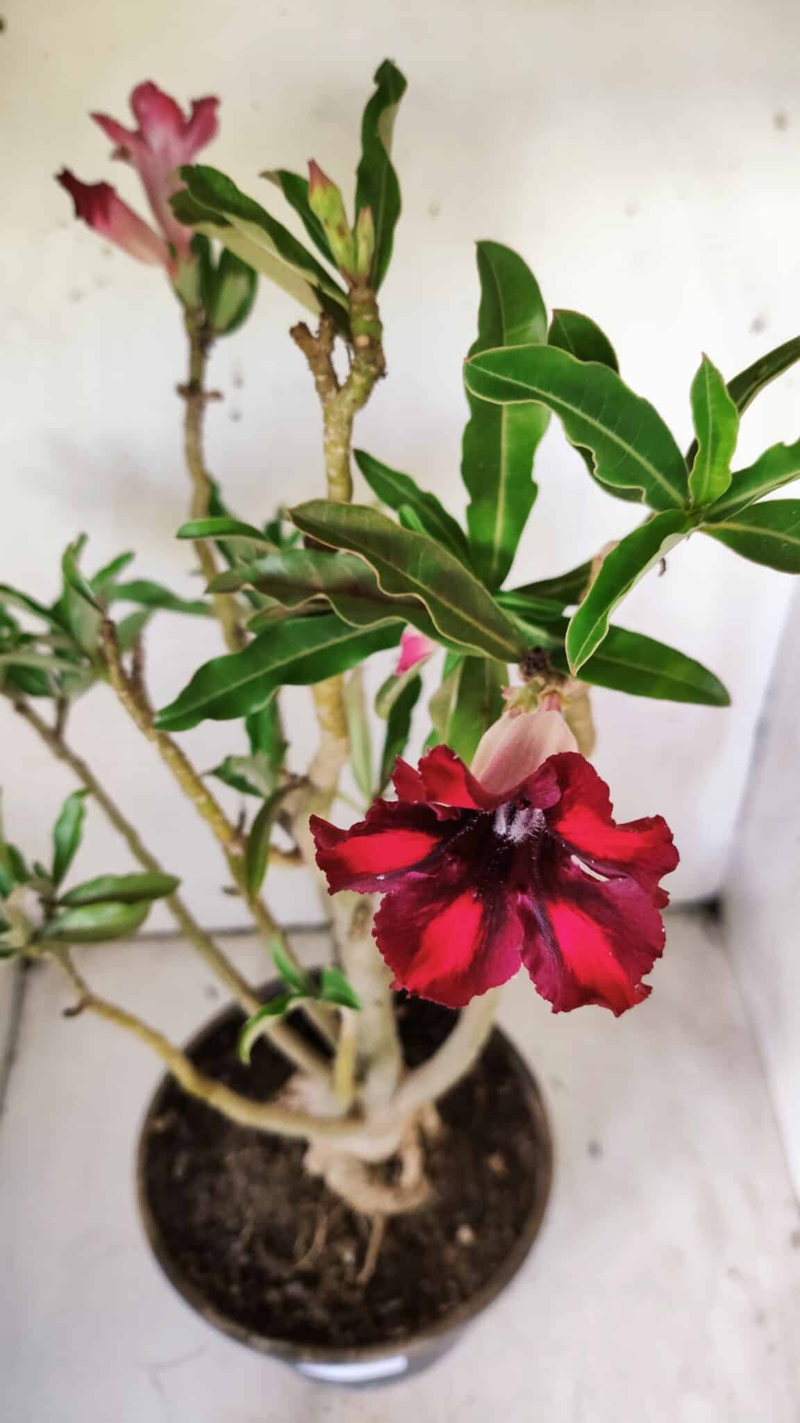 Planta Simples 2711 – 45cm – 05 anos