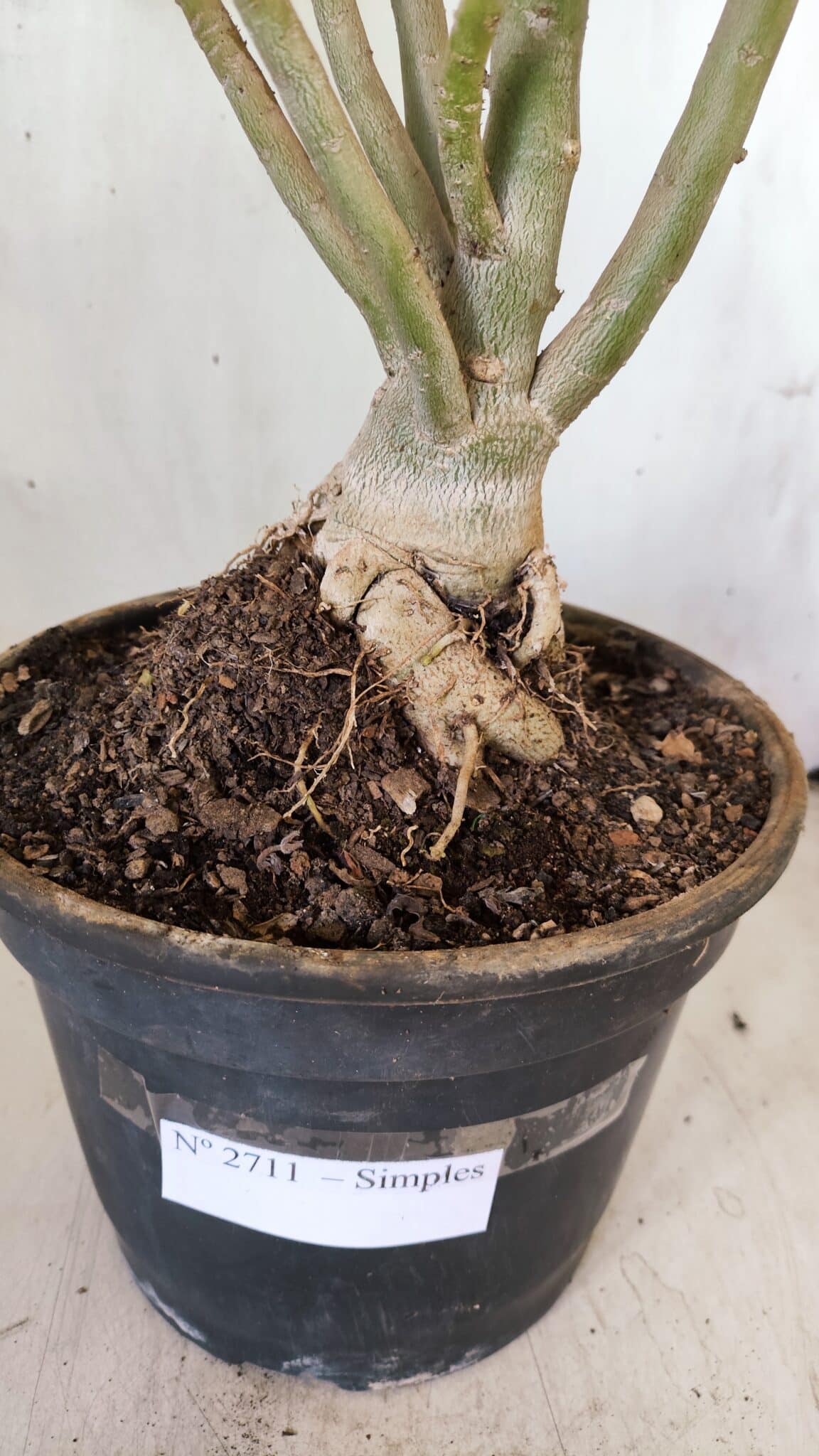 Planta Simples 2711 – 45cm – 05 anos