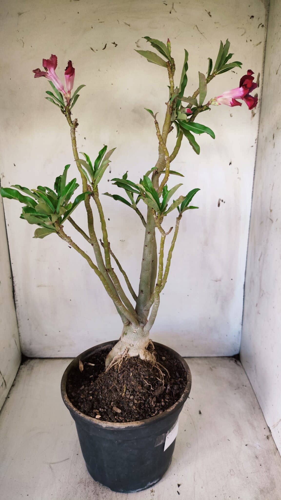 Planta Simples 2711 – 45cm – 05 anos