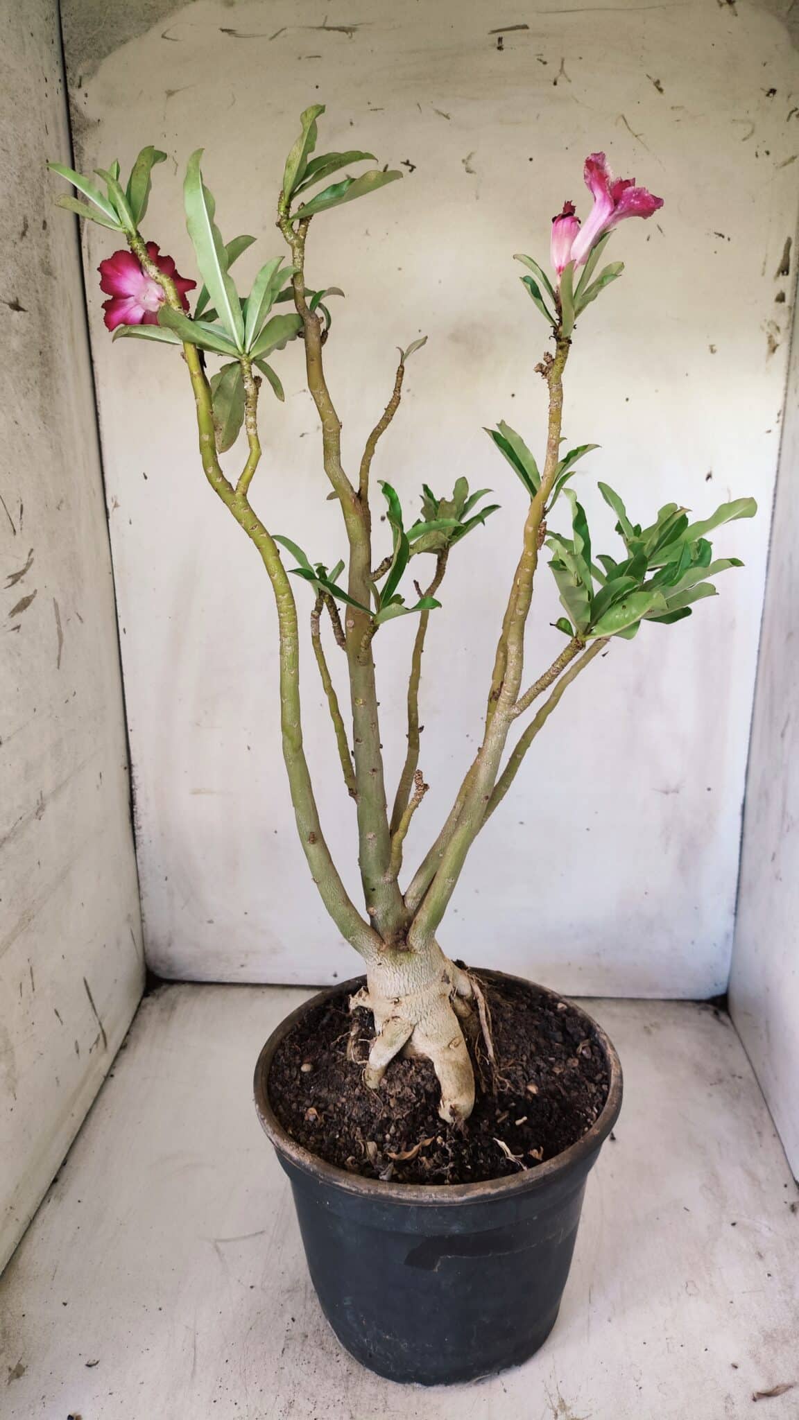 Planta Simples 2711 – 45cm – 05 anos