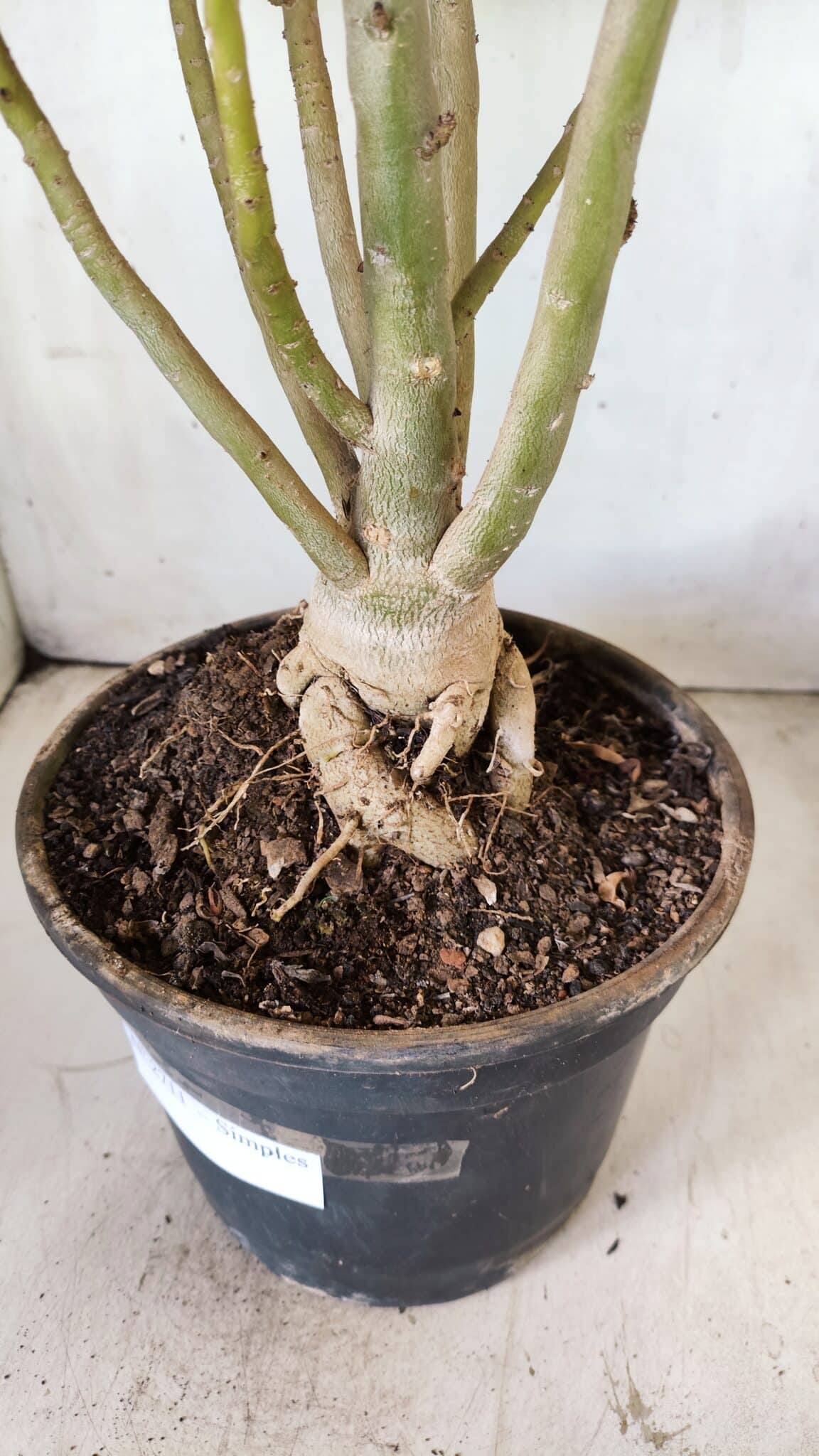 Planta Simples 2711 – 45cm – 05 anos
