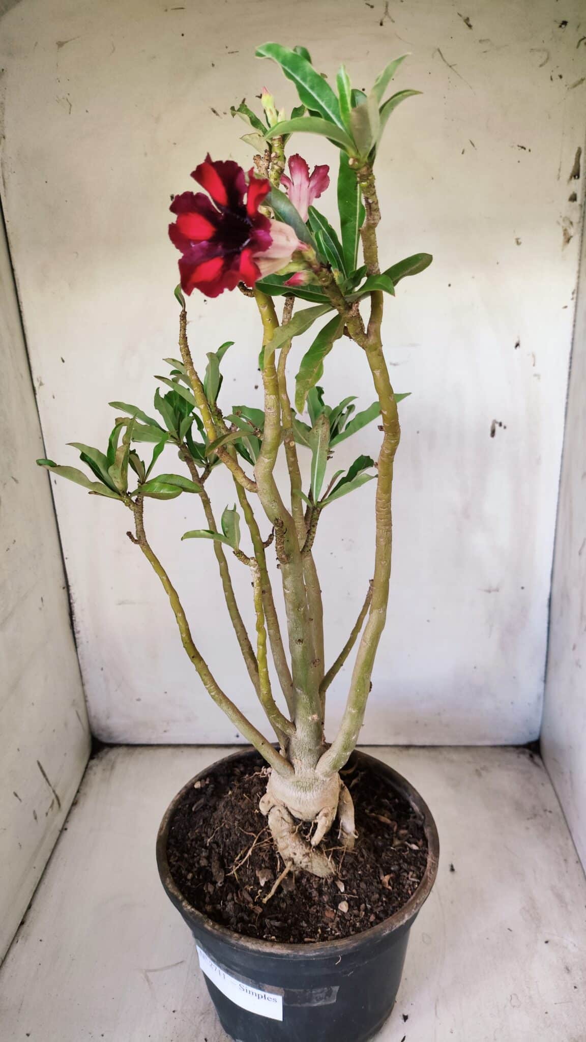Planta Simples 2711 – 45cm – 05 anos
