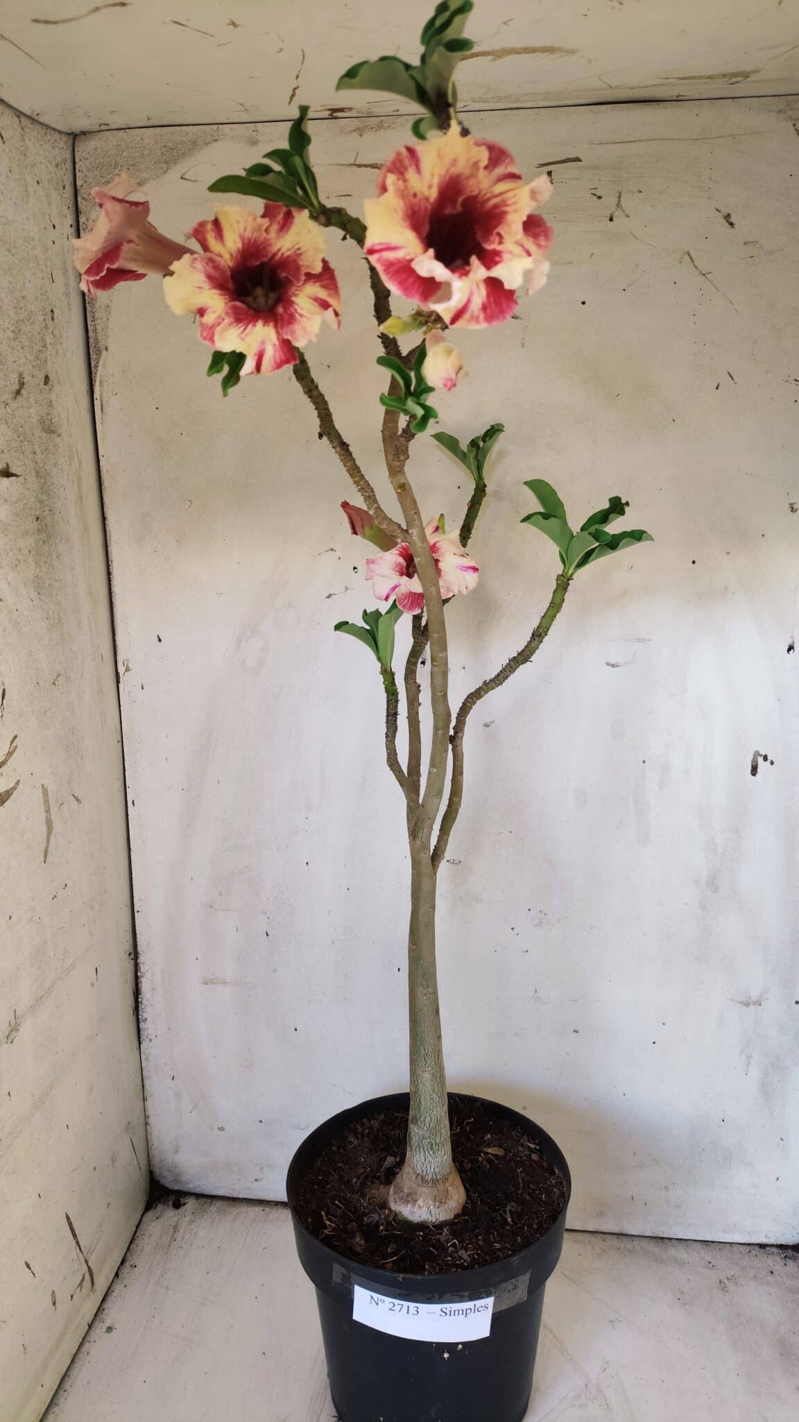 Planta Simples 2713 – 40cm – 03 anos