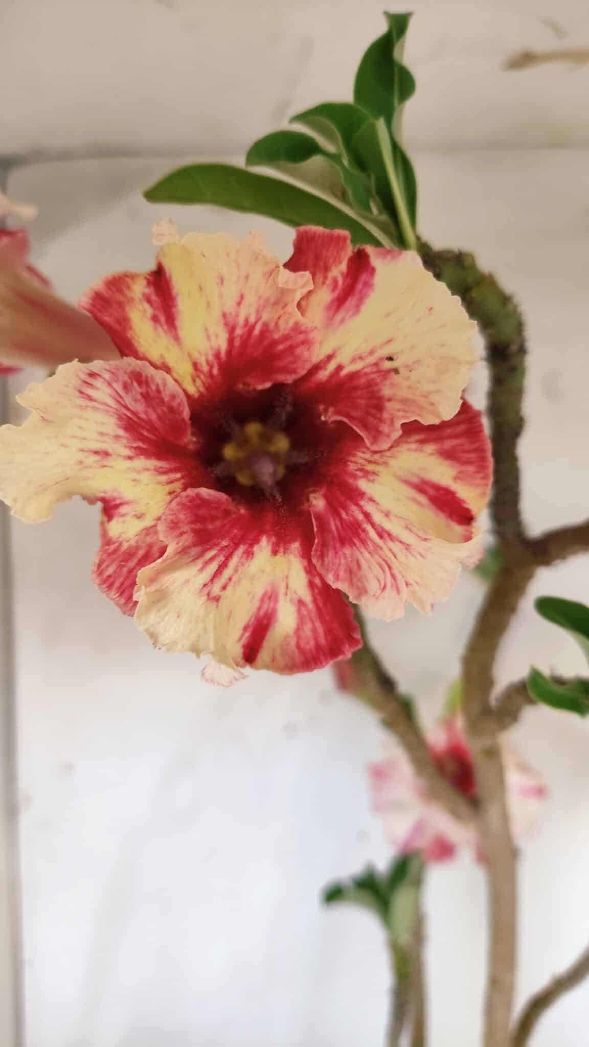 Planta Simples 2713 – 40cm – 03 anos