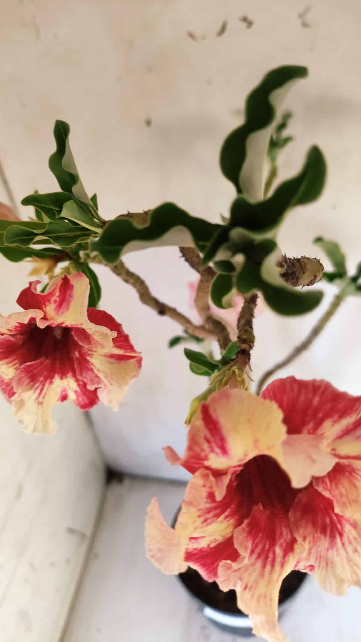 Planta Simples 2713 – 40cm – 03 anos