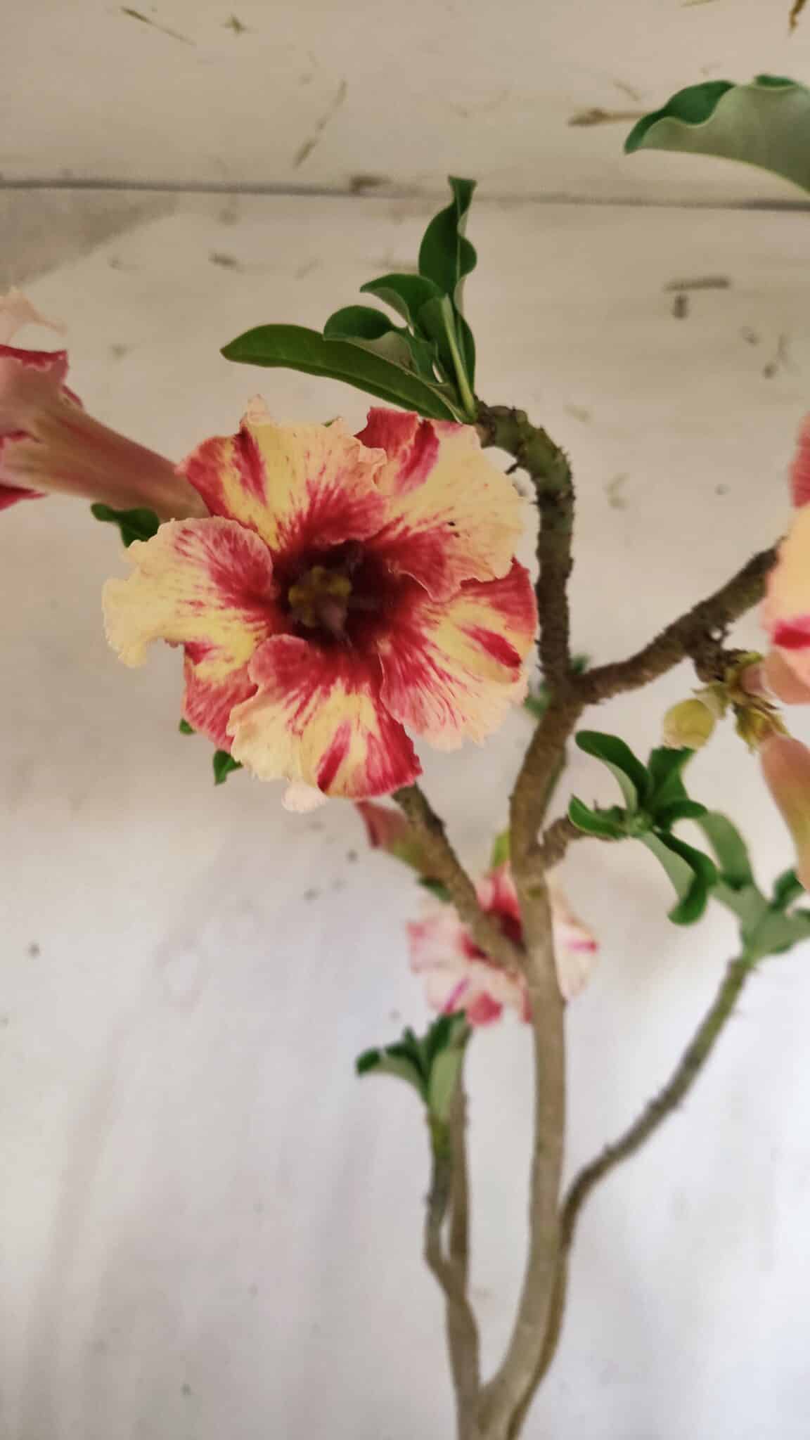 Planta Simples 2713 – 40cm – 03 anos