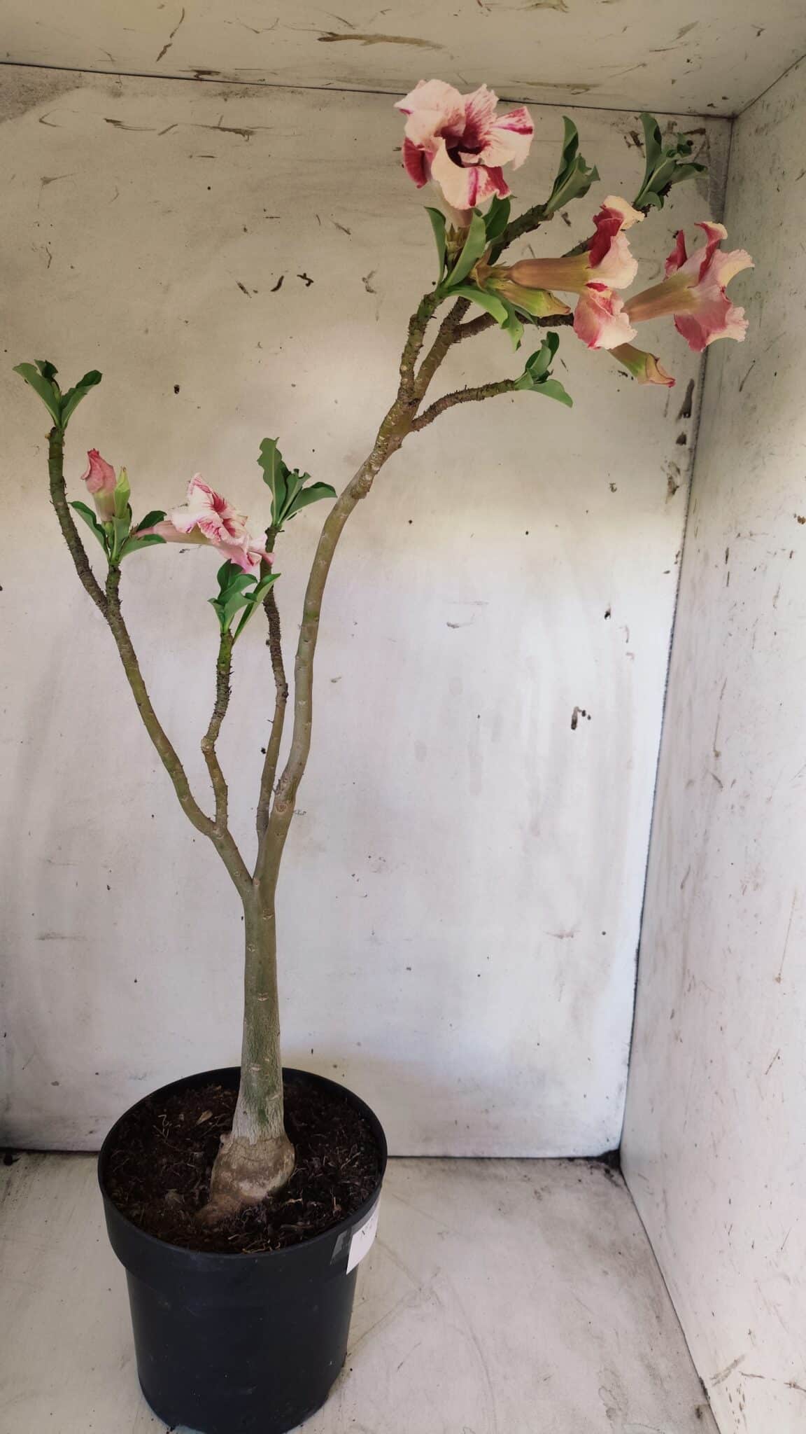 Planta Simples 2713 – 40cm – 03 anos