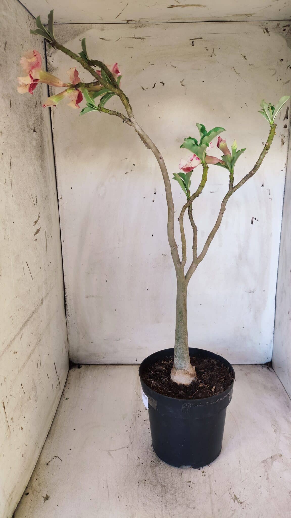 Planta Simples 2713 – 40cm – 03 anos