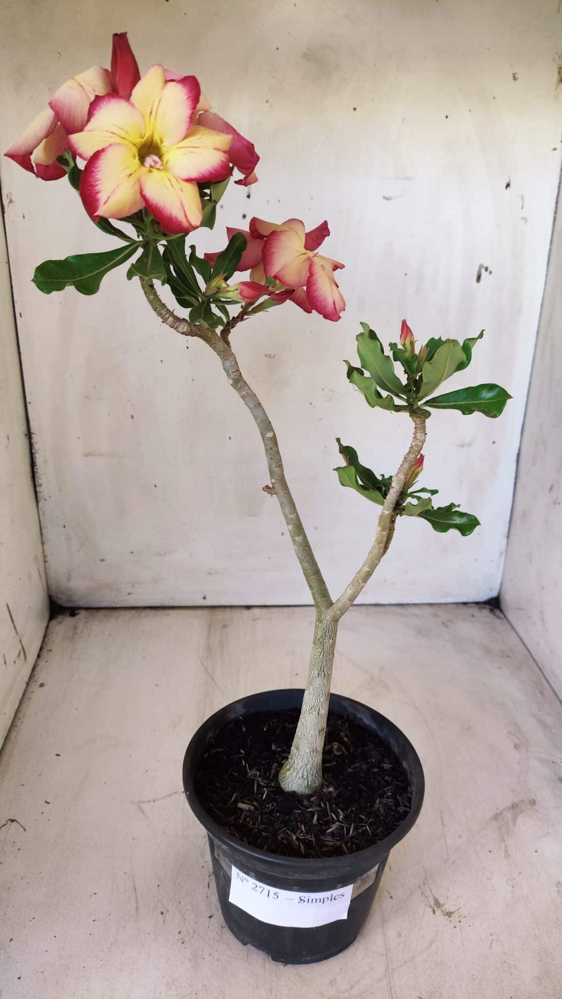 Planta Simples 2715 – 30cm – 02 anos