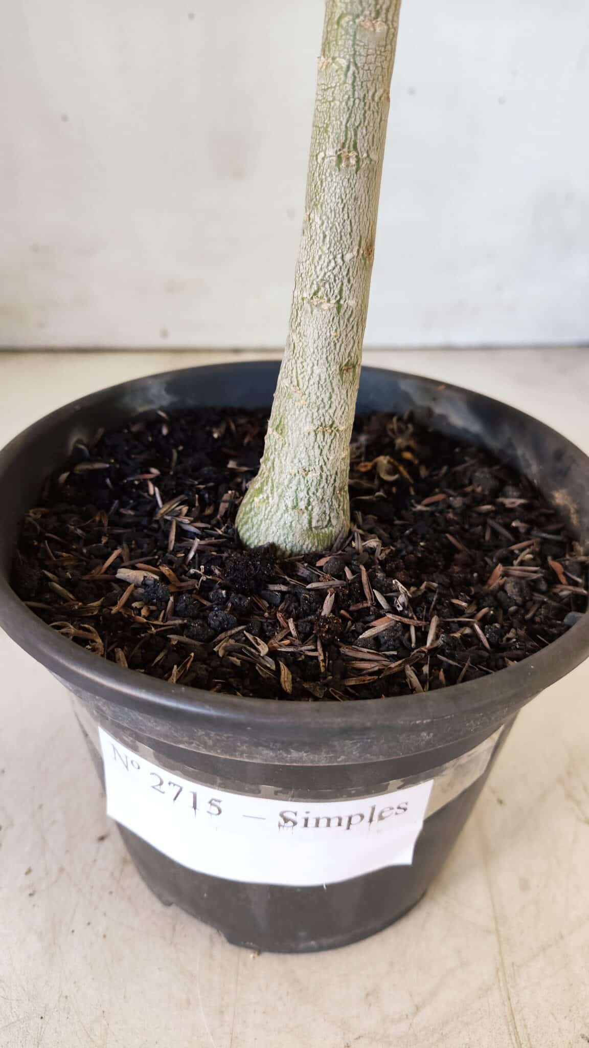 Planta Simples 2715 – 30cm – 02 anos