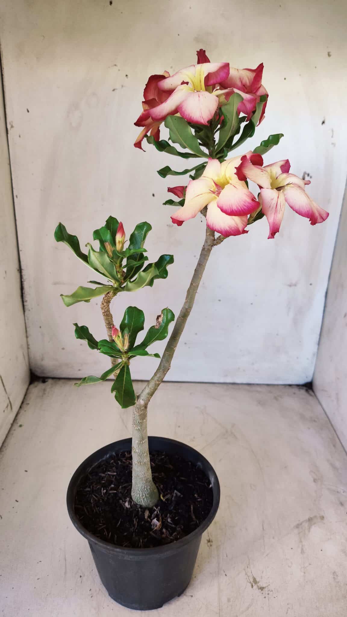 Planta Simples 2715 – 30cm – 02 anos