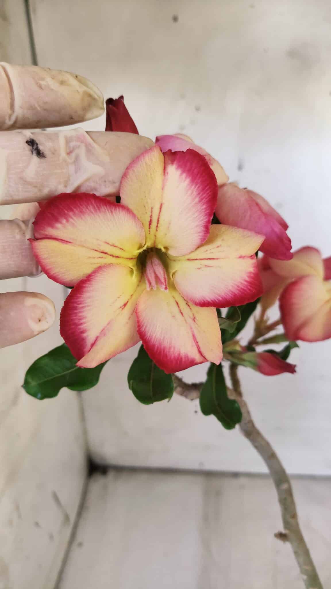 Planta Simples 2715 – 30cm – 02 anos