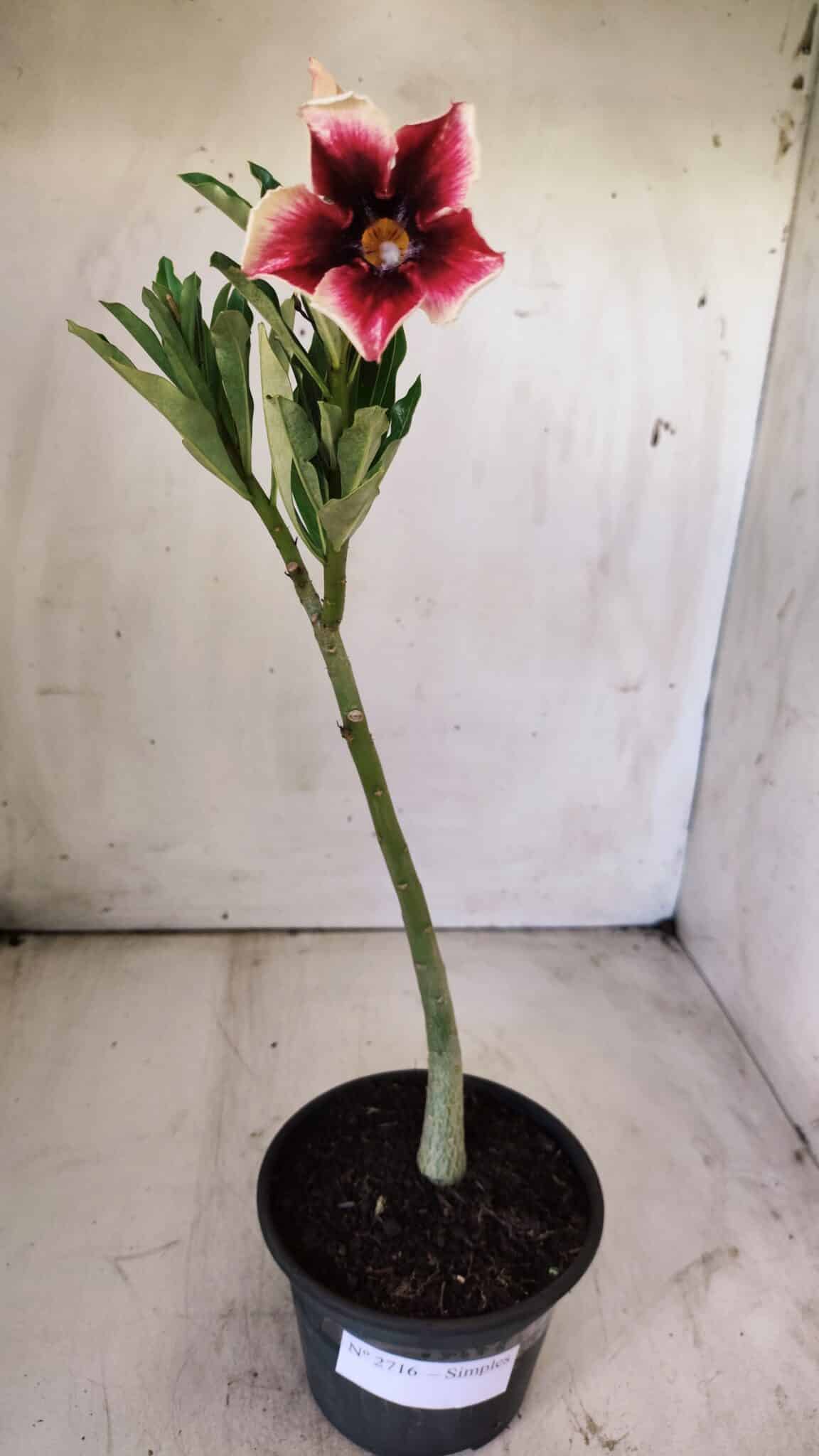 Planta Simples 2715 – 30cm – 02 anos