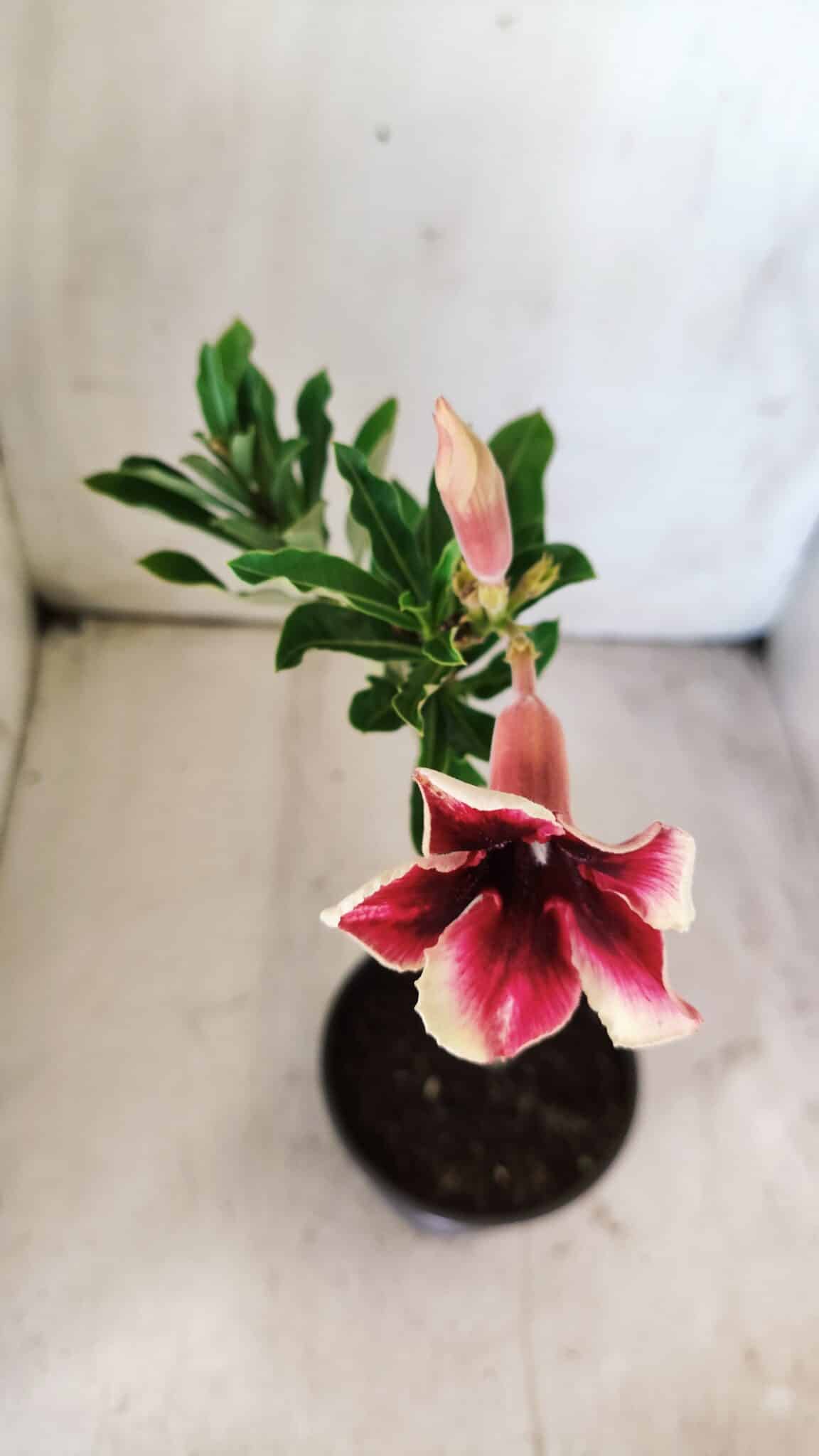 Planta Simples 2716 – 30cm – 02 anos