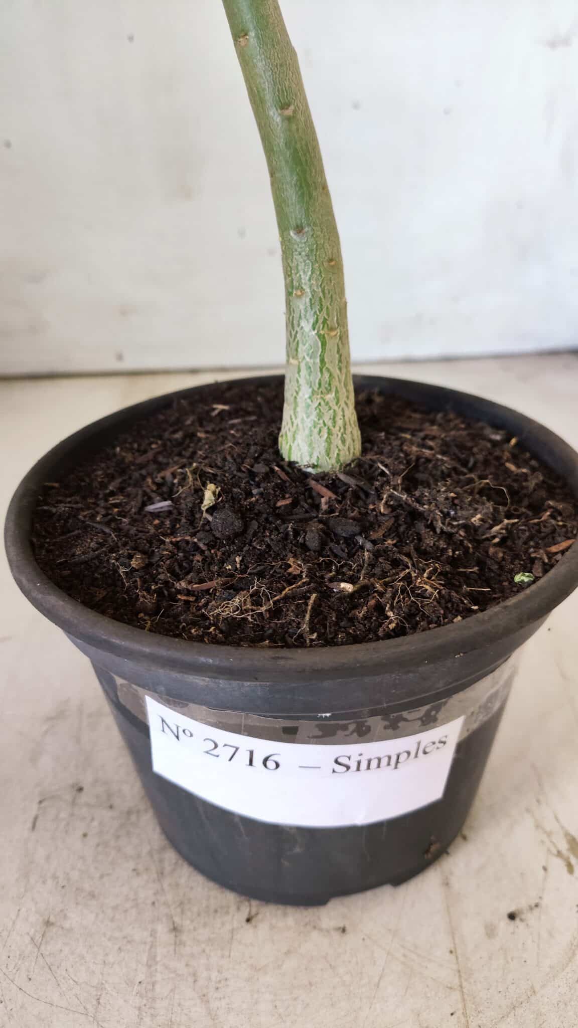 Planta Simples 2716 – 30cm – 02 anos