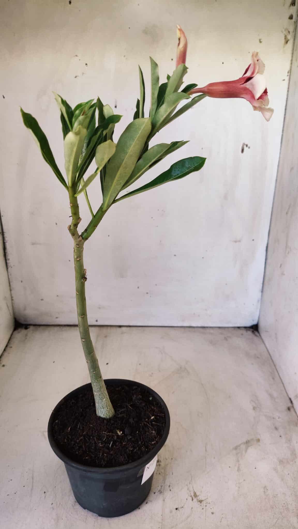 Planta Simples 2716 – 30cm – 02 anos