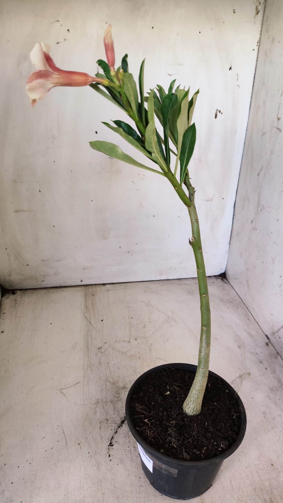 Planta Simples 2716 – 30cm – 02 anos