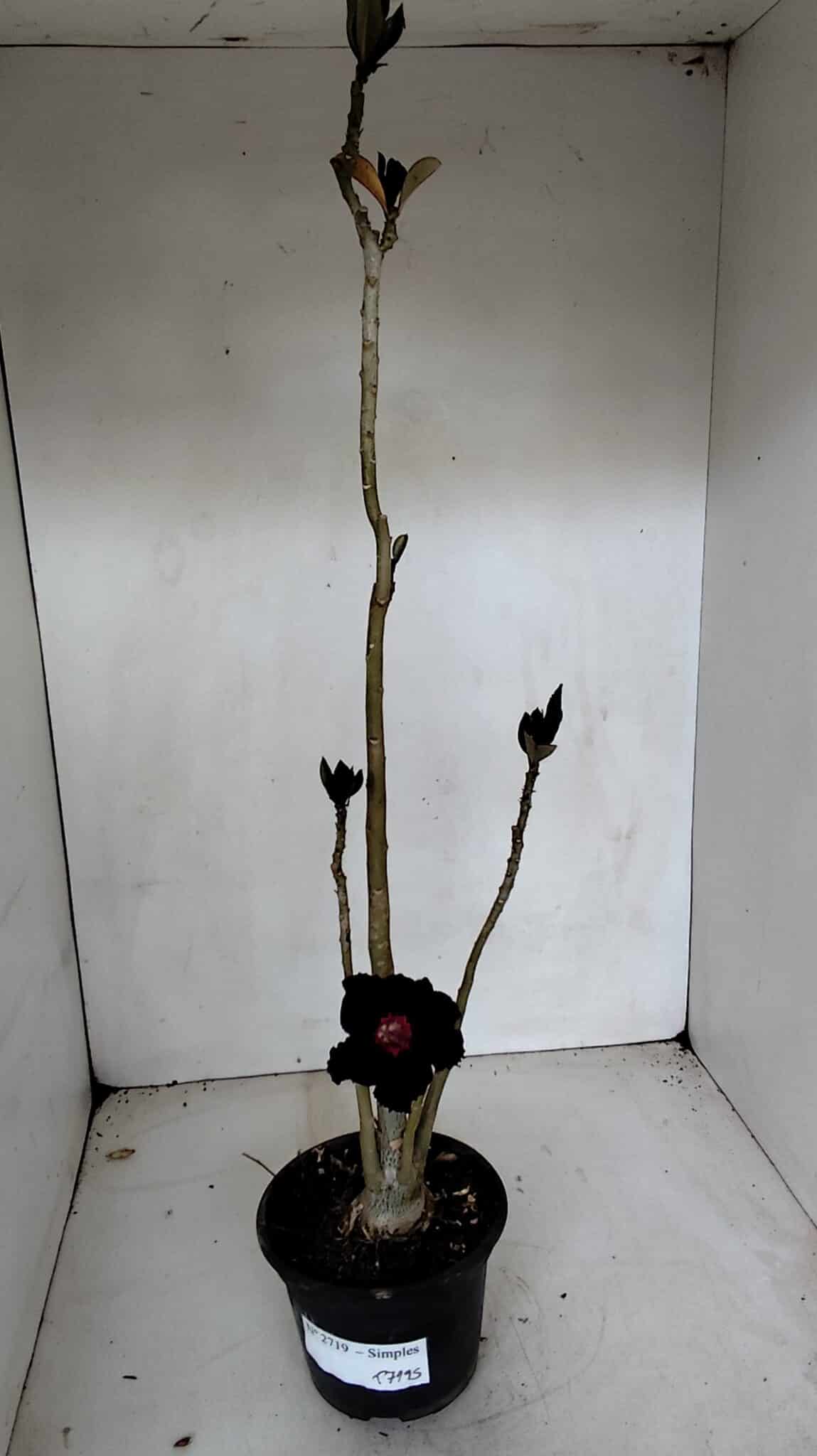 Planta Simples 2719 – 35cm – 03 anos