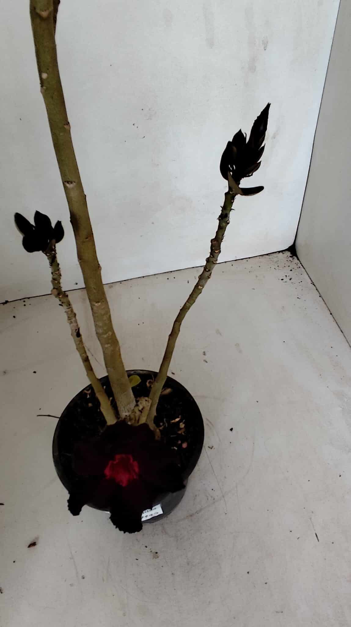 Planta Simples 2719 – 35cm – 03 anos