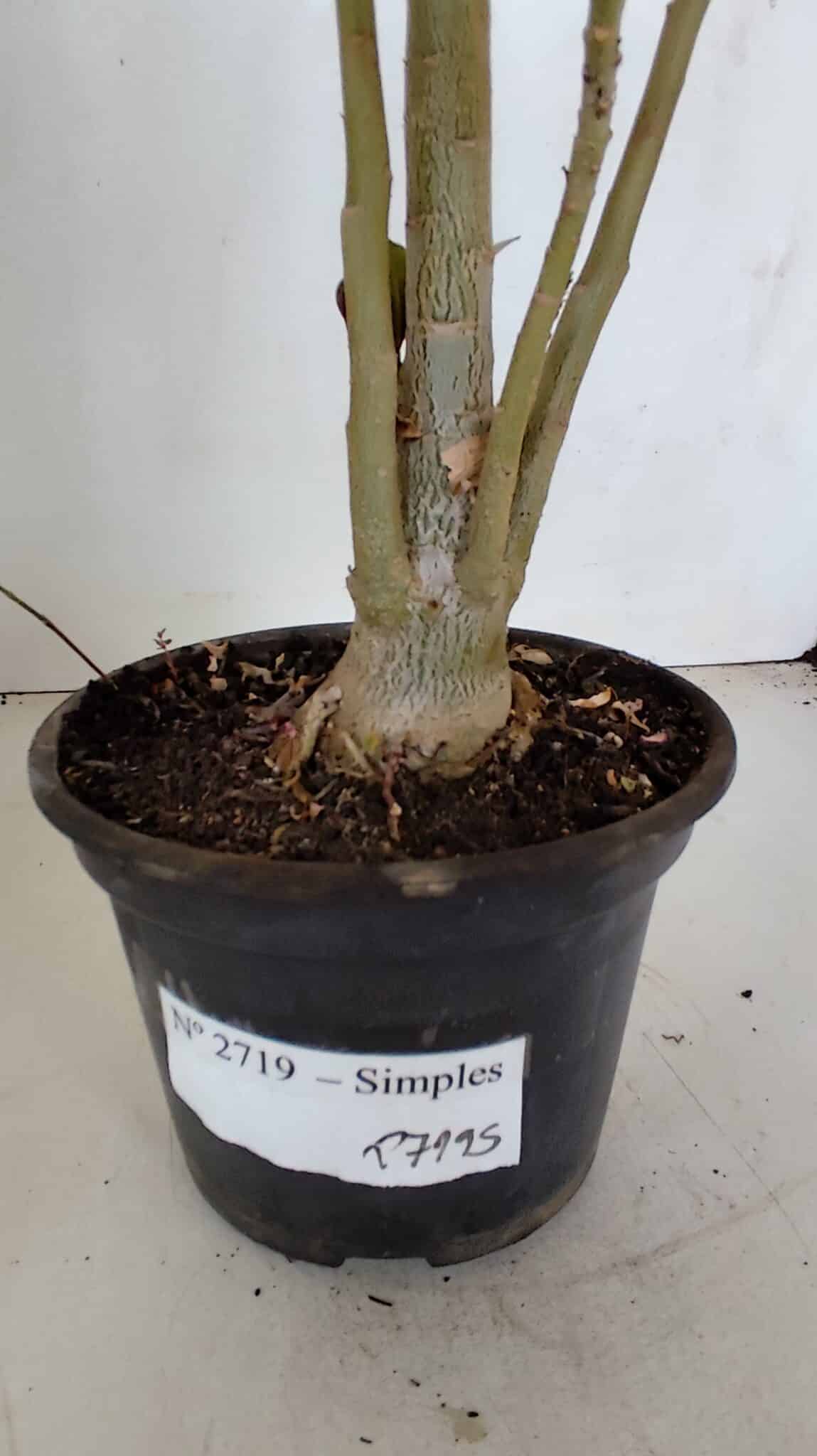 Planta Simples 2719 – 35cm – 03 anos
