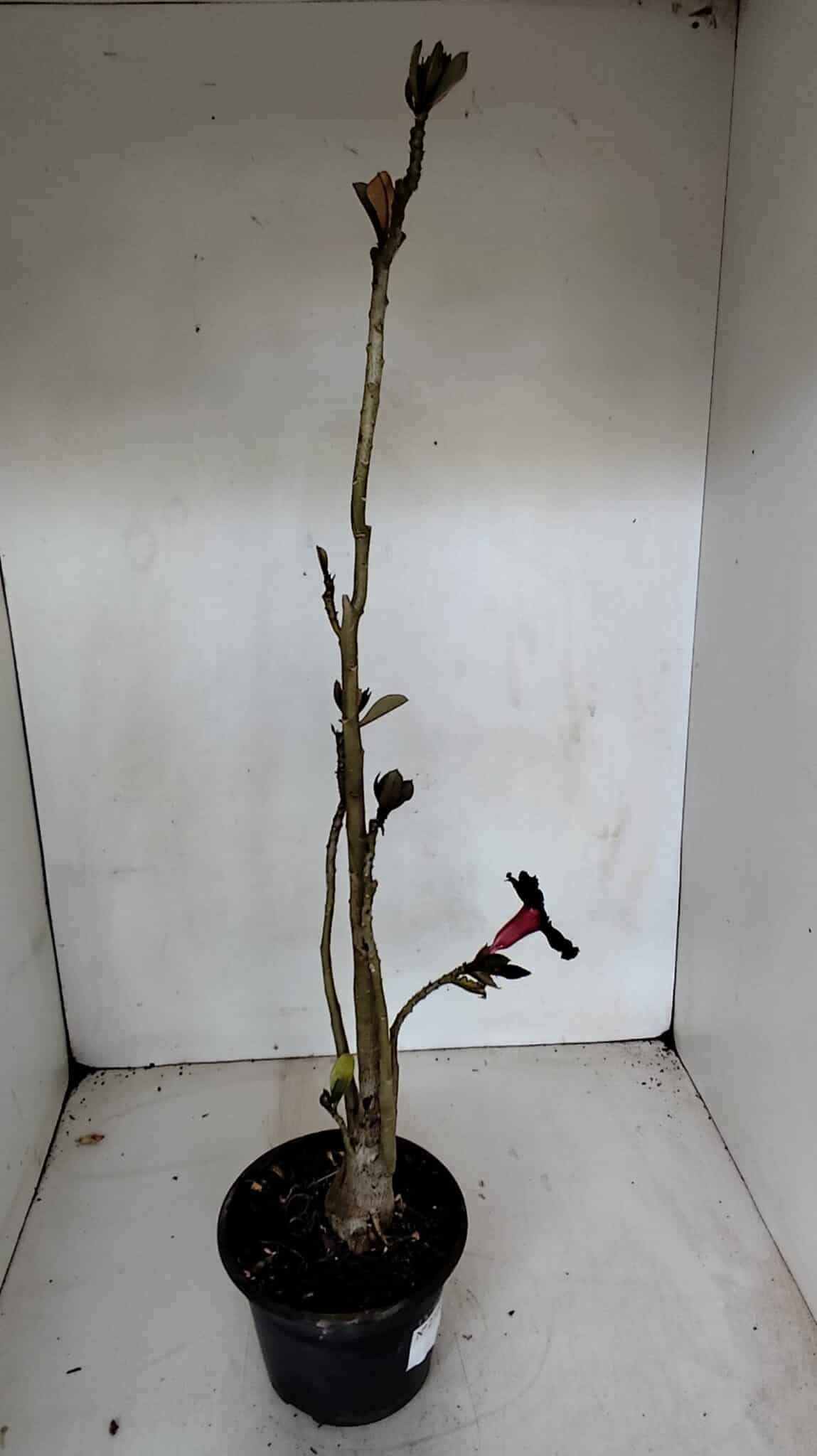 Planta Simples 2719 – 35cm – 03 anos