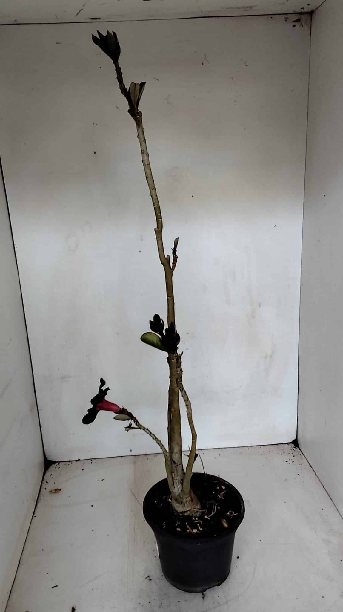 Planta Simples 2719 – 35cm – 03 anos