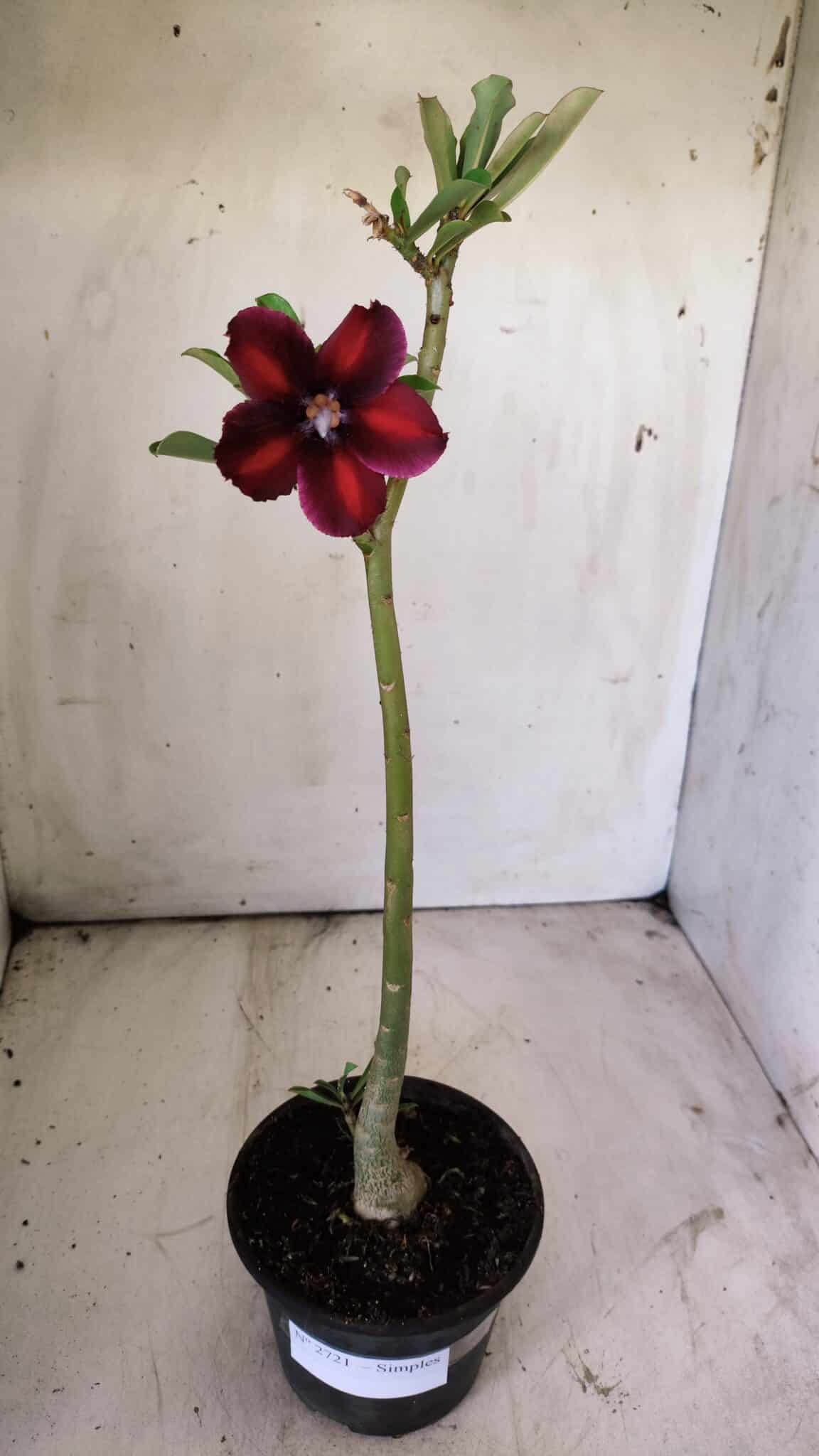 Planta Simples 2721 – 30cm – 02 anos