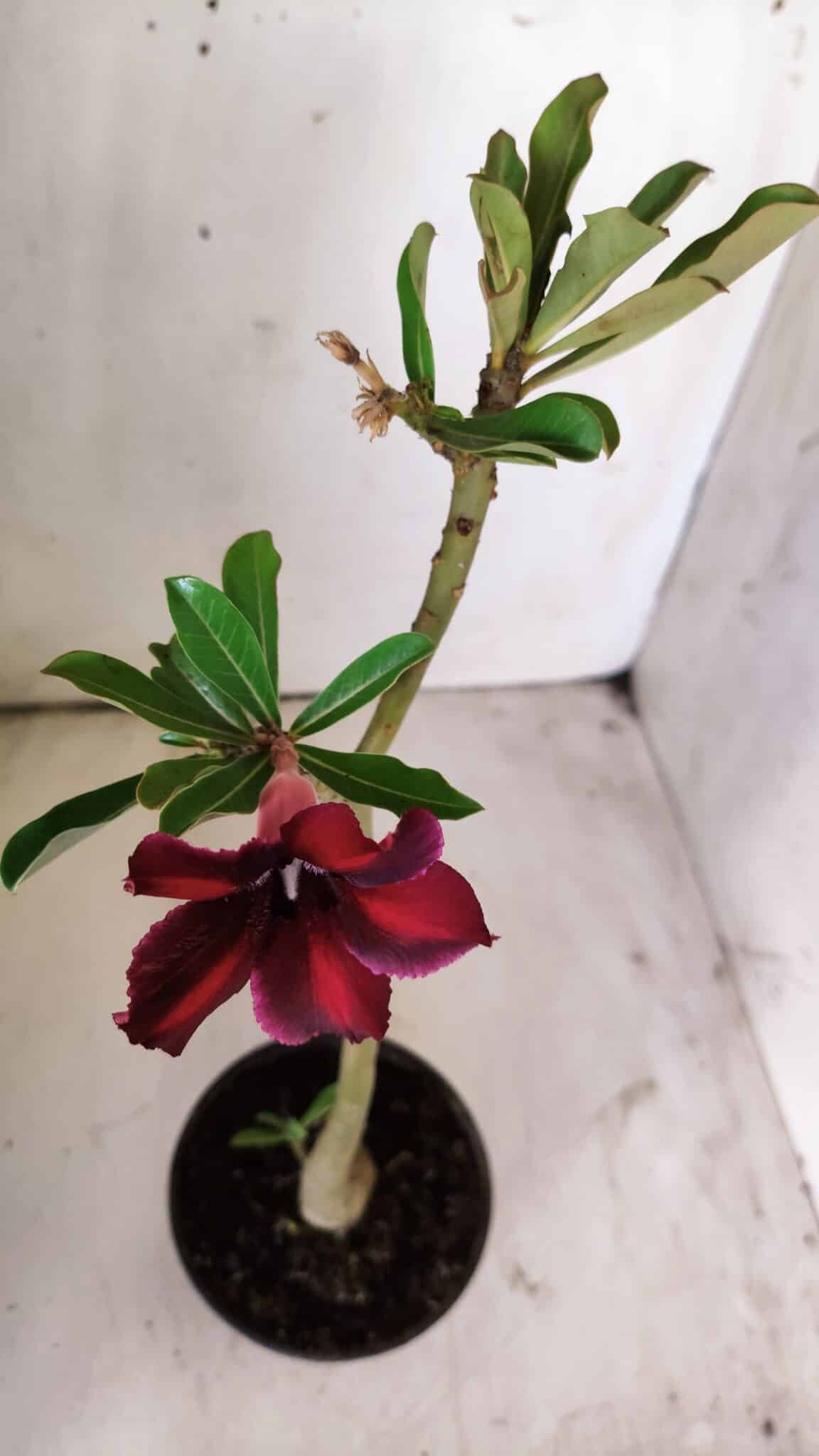 Planta Simples 2721 – 30cm – 02 anos