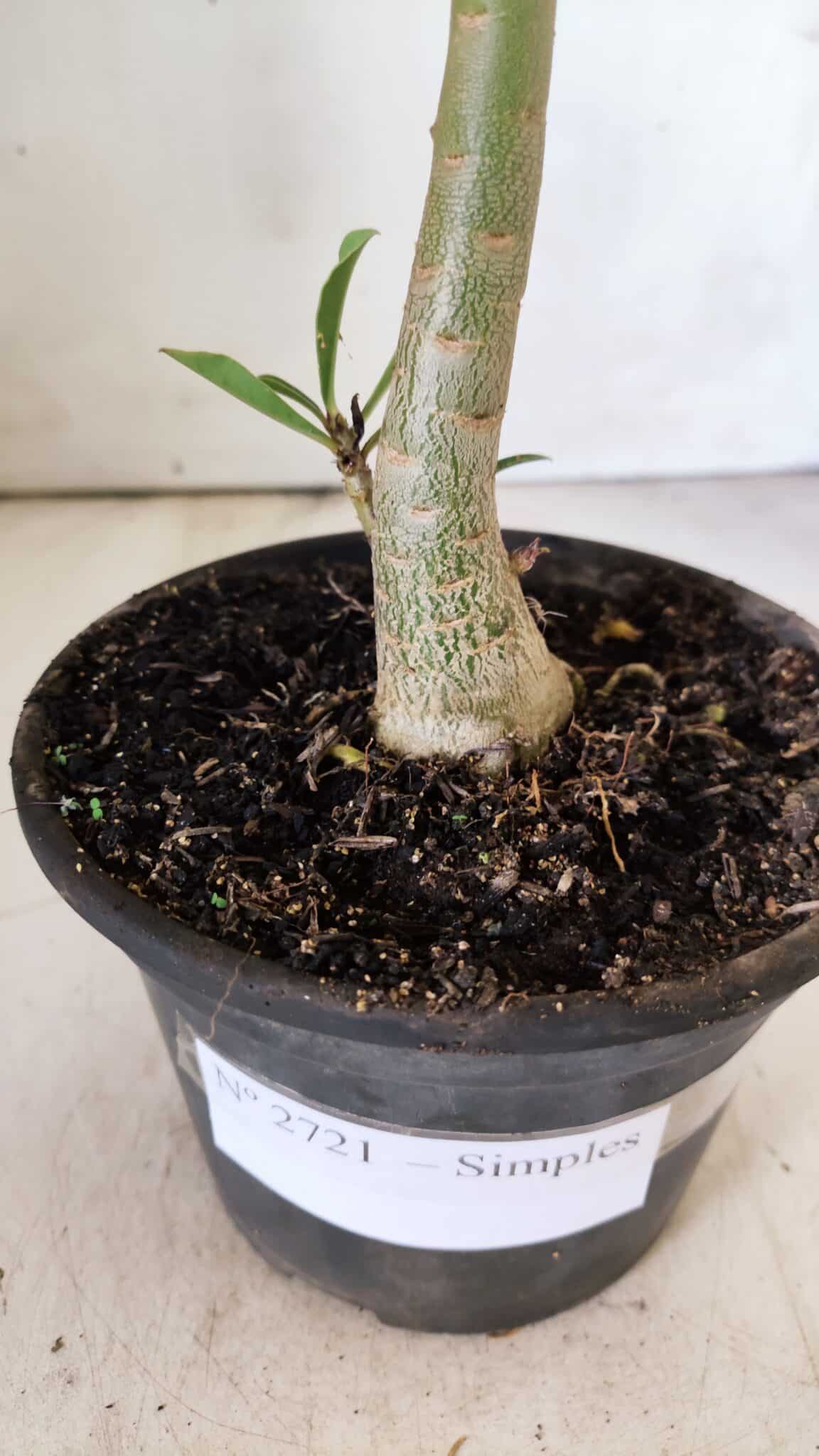 Planta Simples 2721 – 30cm – 02 anos