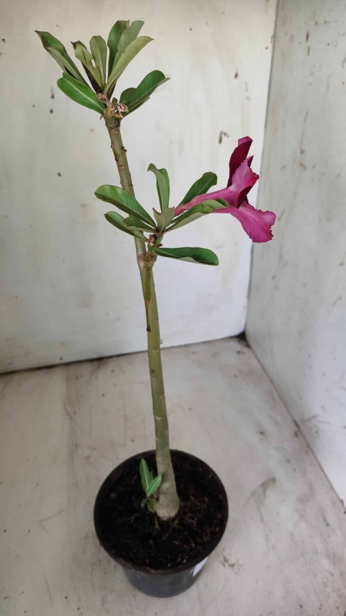 Planta Simples 2721 – 30cm – 02 anos
