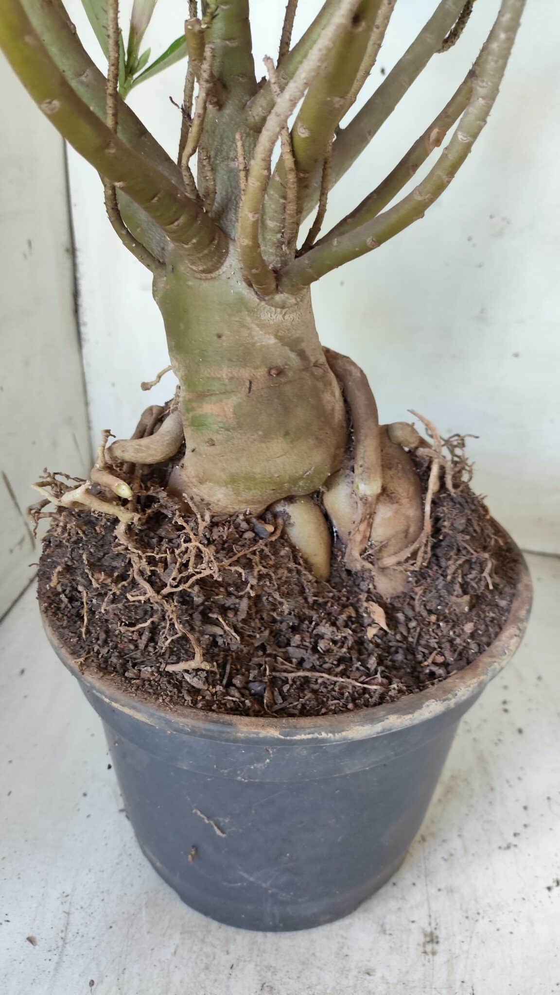 Planta Simples 2722 – 60cm – 05 anos