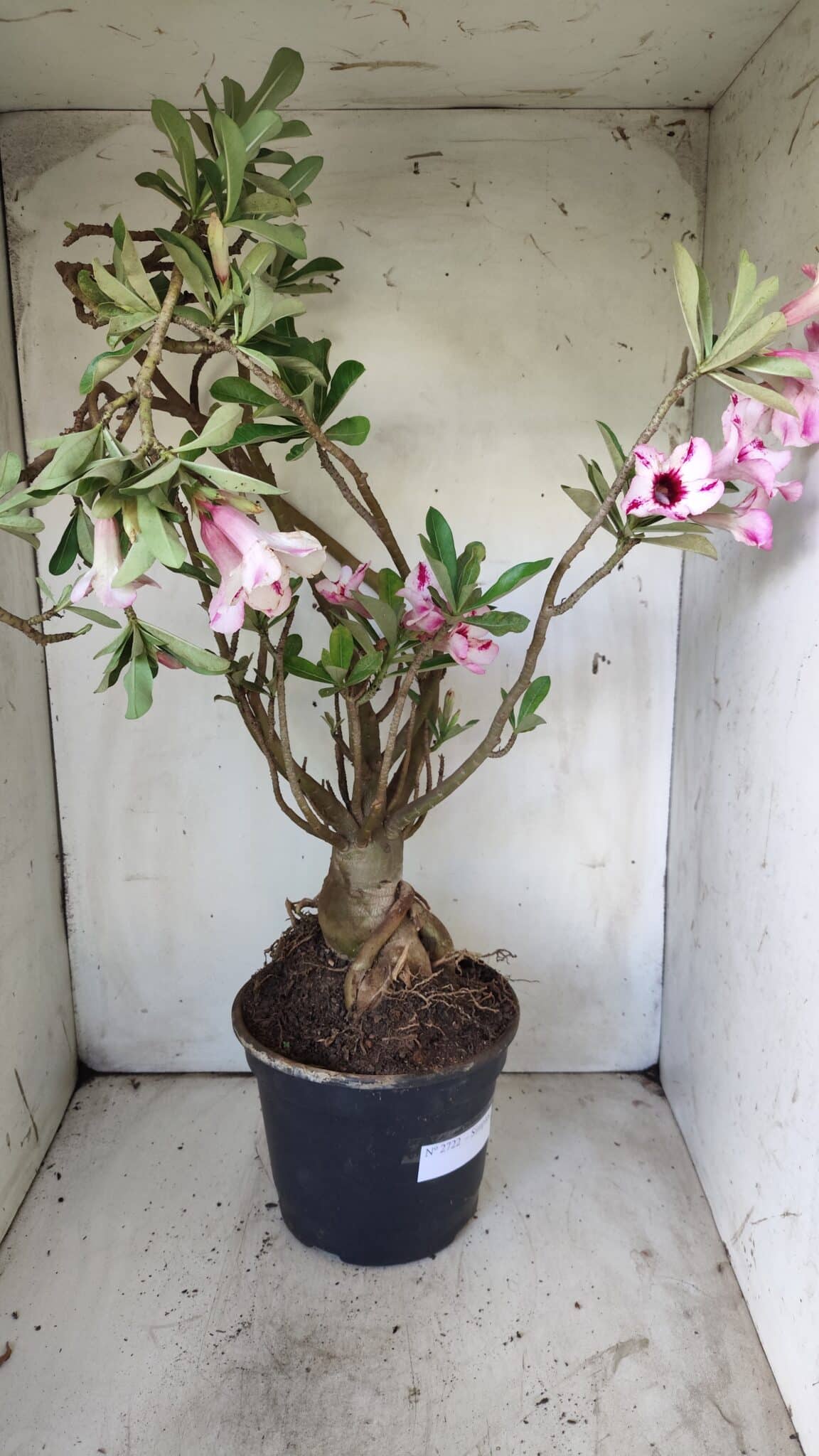 Planta Simples 2722 – 60cm – 05 anos