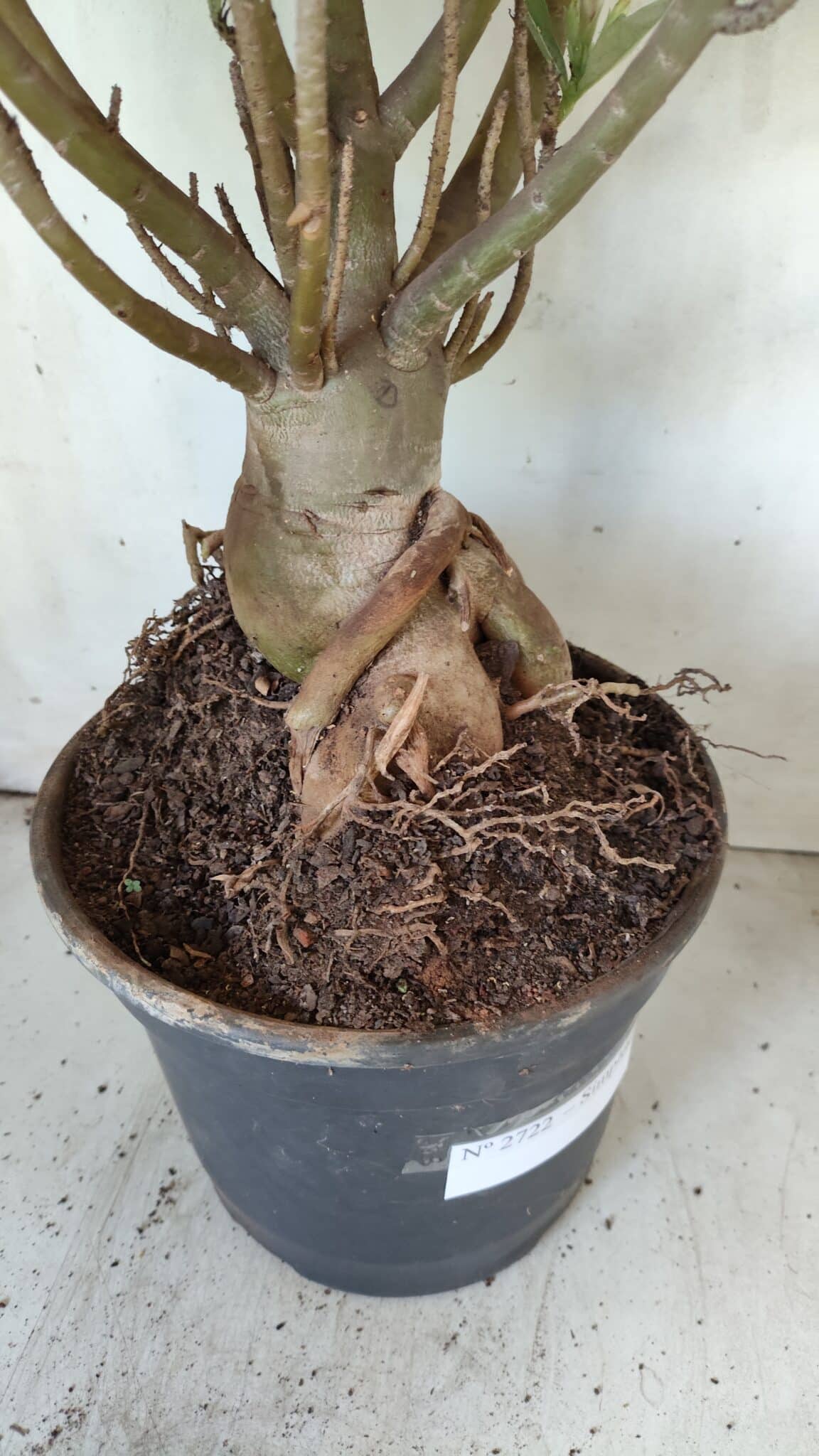 Planta Simples 2722 – 60cm – 05 anos
