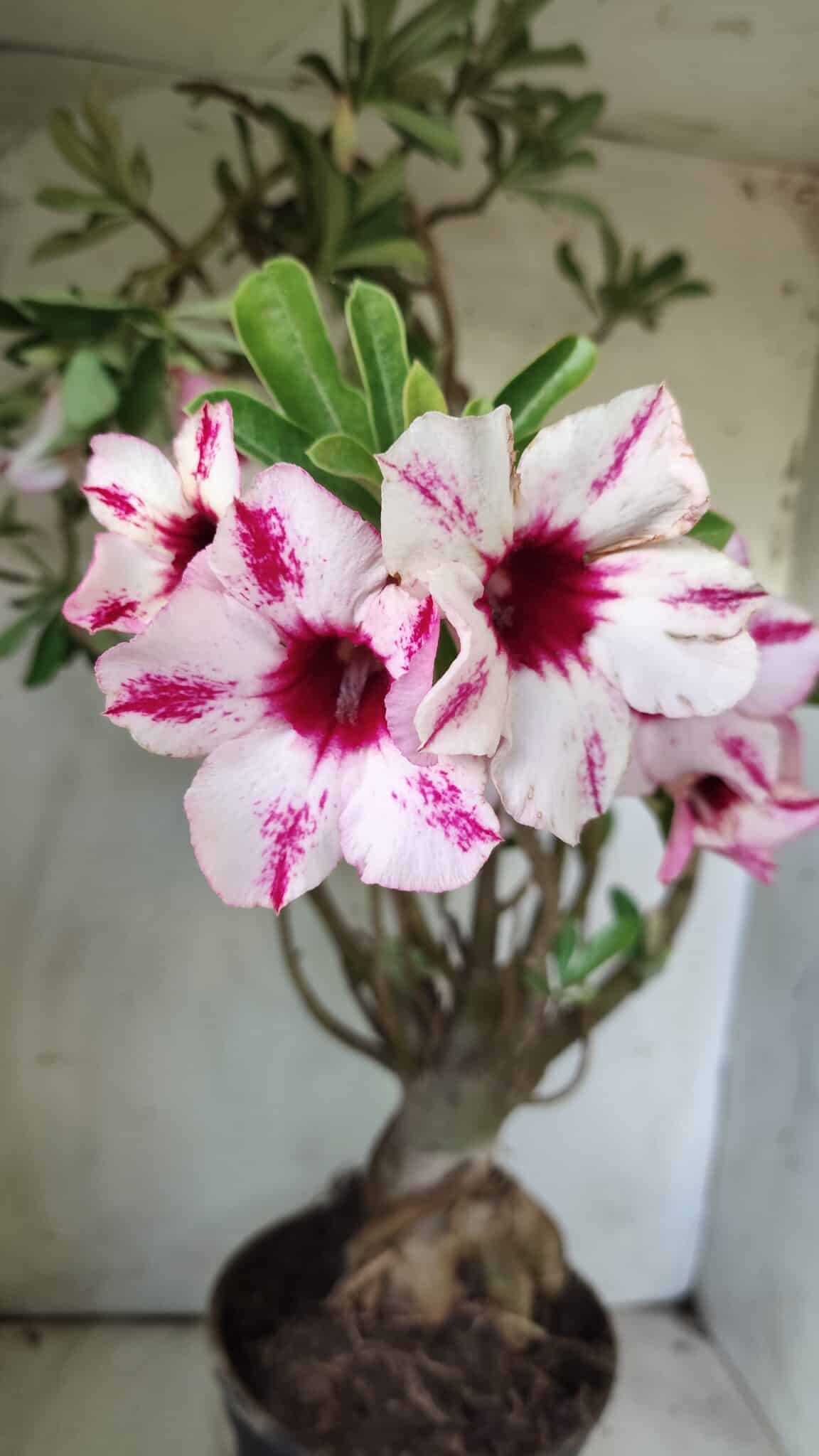 Planta Simples 2722 – 60cm – 05 anos