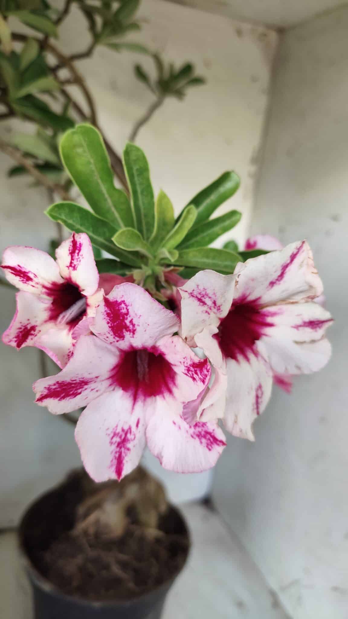 Planta Simples 2722 – 60cm – 05 anos
