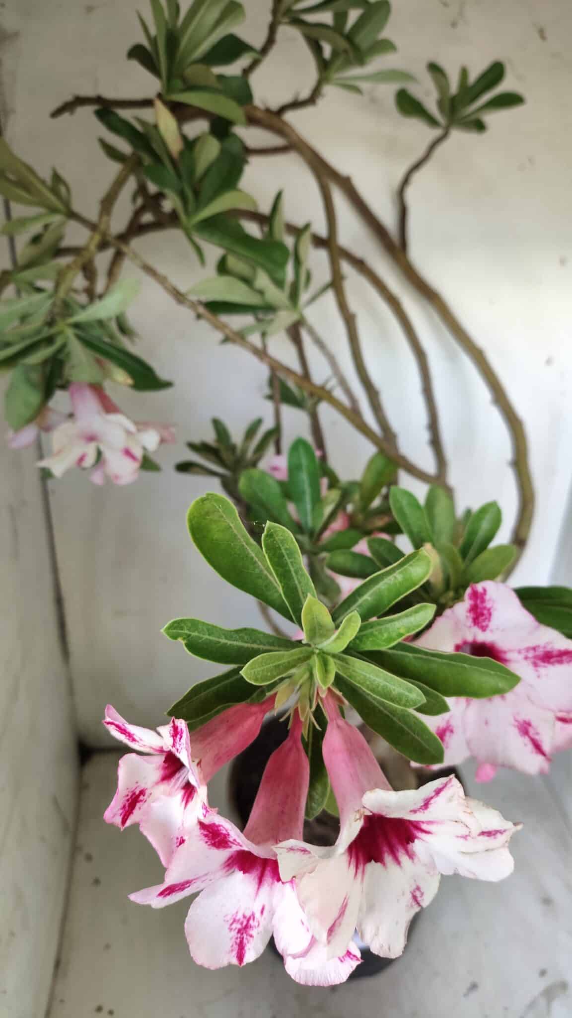 Planta Simples 2722 – 60cm – 05 anos