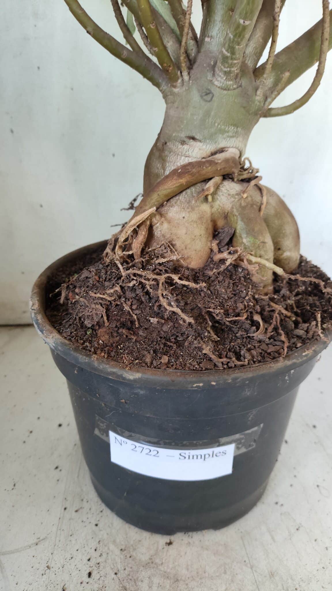 Planta Simples 2722 – 60cm – 05 anos
