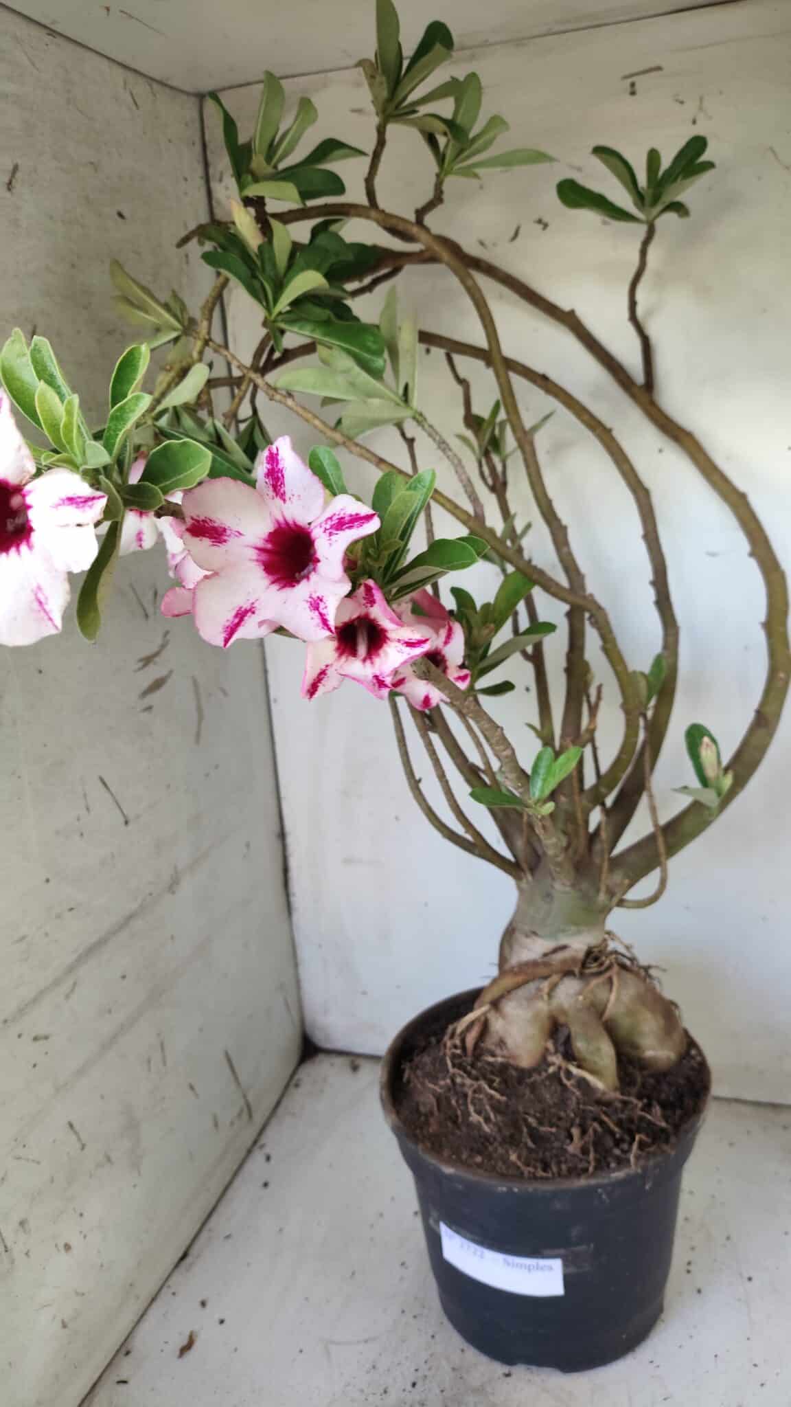 Planta Simples 2722 – 60cm – 05 anos