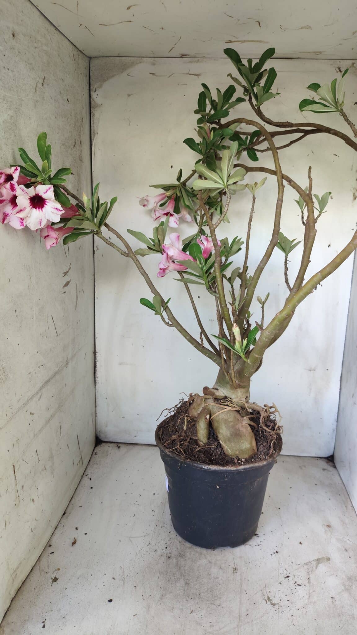 Planta Simples 2722 – 60cm – 05 anos